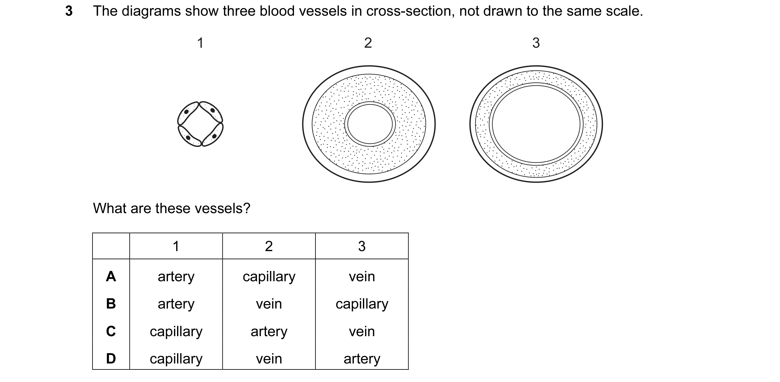 Question 10: The diagrams show three blood vessels in cross-section, not drawn to the same scale. 1 2 3 What are these vessels? 1 2 3 A artery capillary…