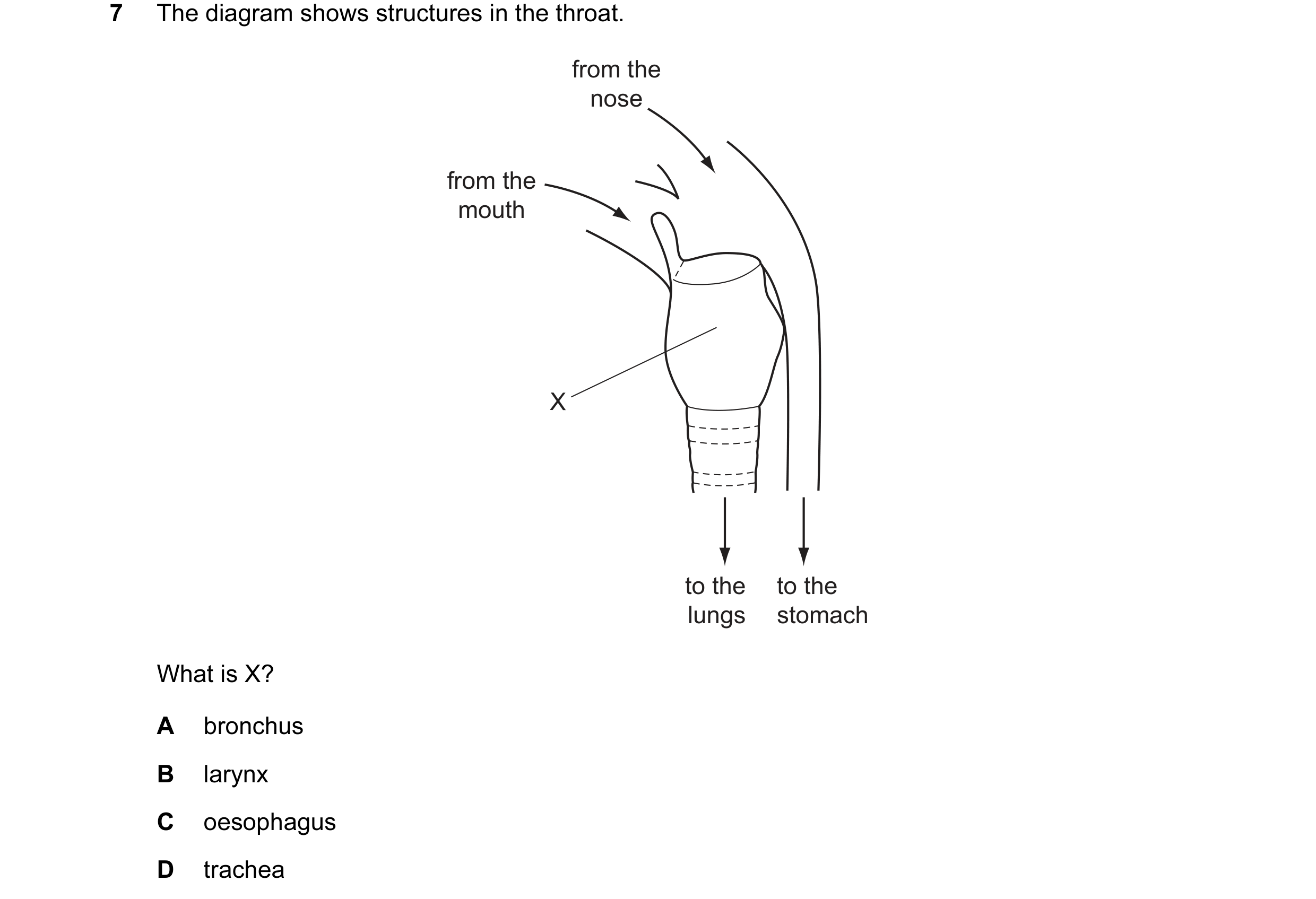 Question 14: The diagram shows structures in the throat. from the nose from the mouth X to the to the lungs stomach What is X? A bronchus B larynx C oes…