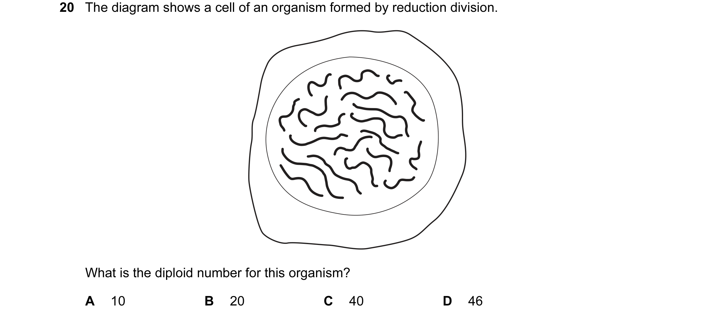 Question 26: The diagram shows a cell of an organism formed by reduction division. What is the diploid number for this organism? A 10 B 20 C 40 D 46