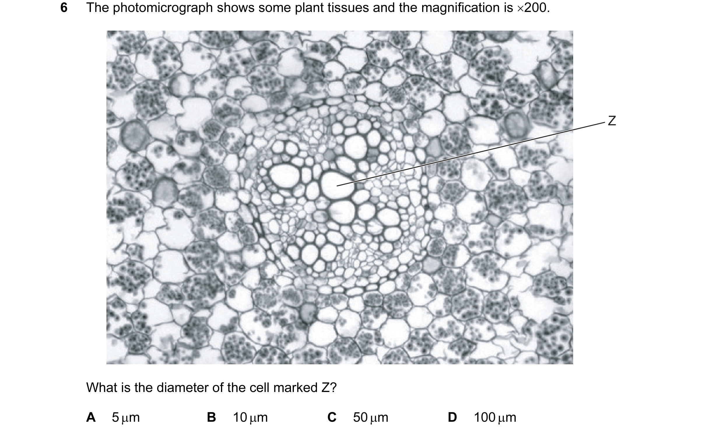 Question 57: The photomicrograph shows some plant tissues and the magnification is ×200. Z What is the diameter of the cell marked Z? A 5 µm B 10 µm C 5…