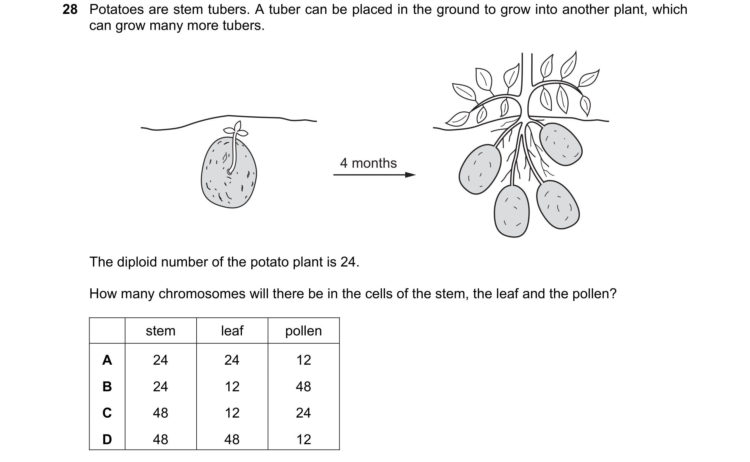 Question 13: Potatoes are stem tubers. A tuber can be placed in the ground to grow into another plant, which can grow many more tubers. 4 months The dip…