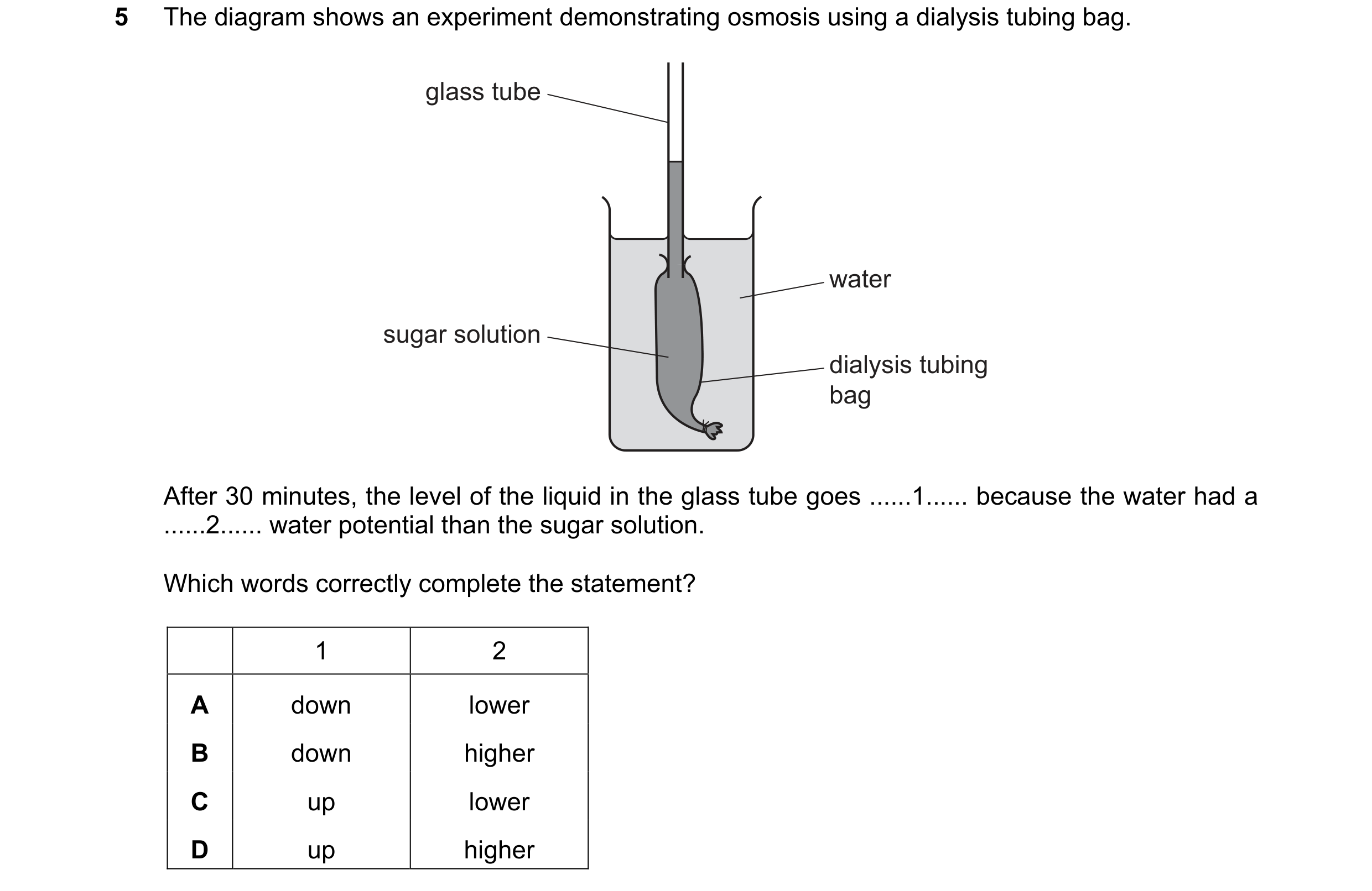 Question 20: The diagram shows an experiment demonstrating osmosis using a dialysis tubing bag. glass tube water sugar solution dialysis tubing bag Afte…