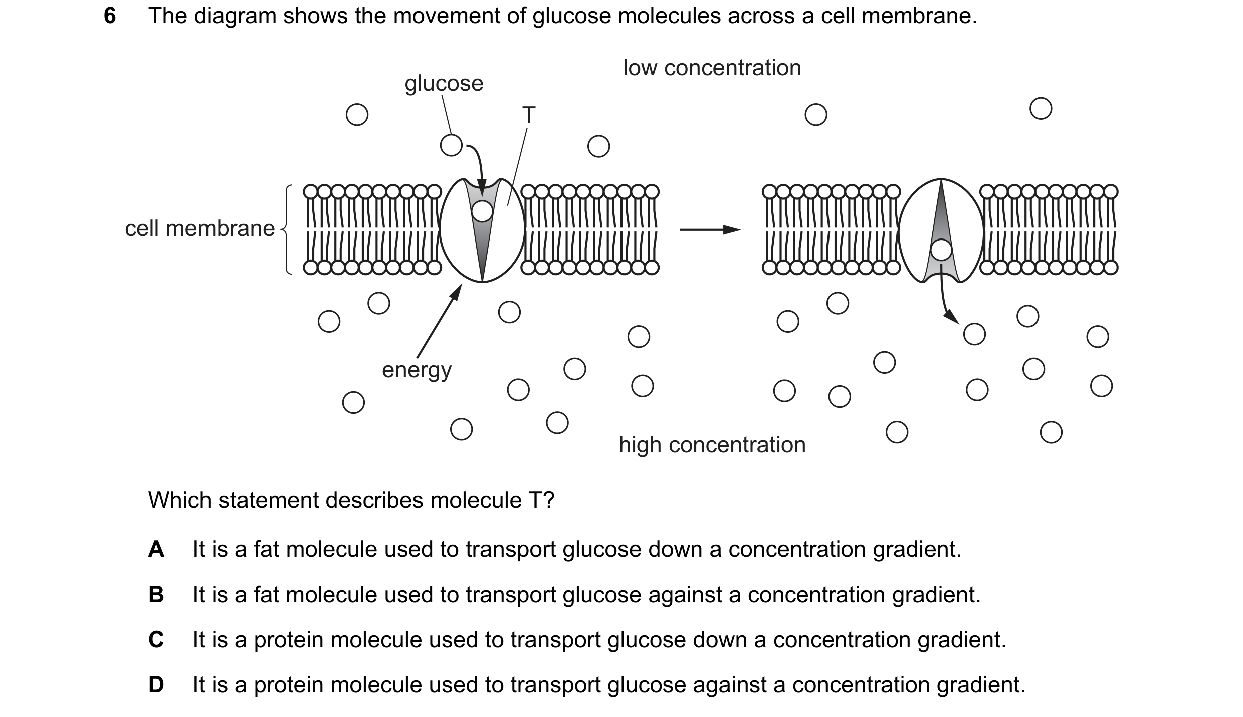 Question 8: The diagram shows the movement of glucose molecules across a cell membrane. low concentration glucose T cell membrane energy high concentra…