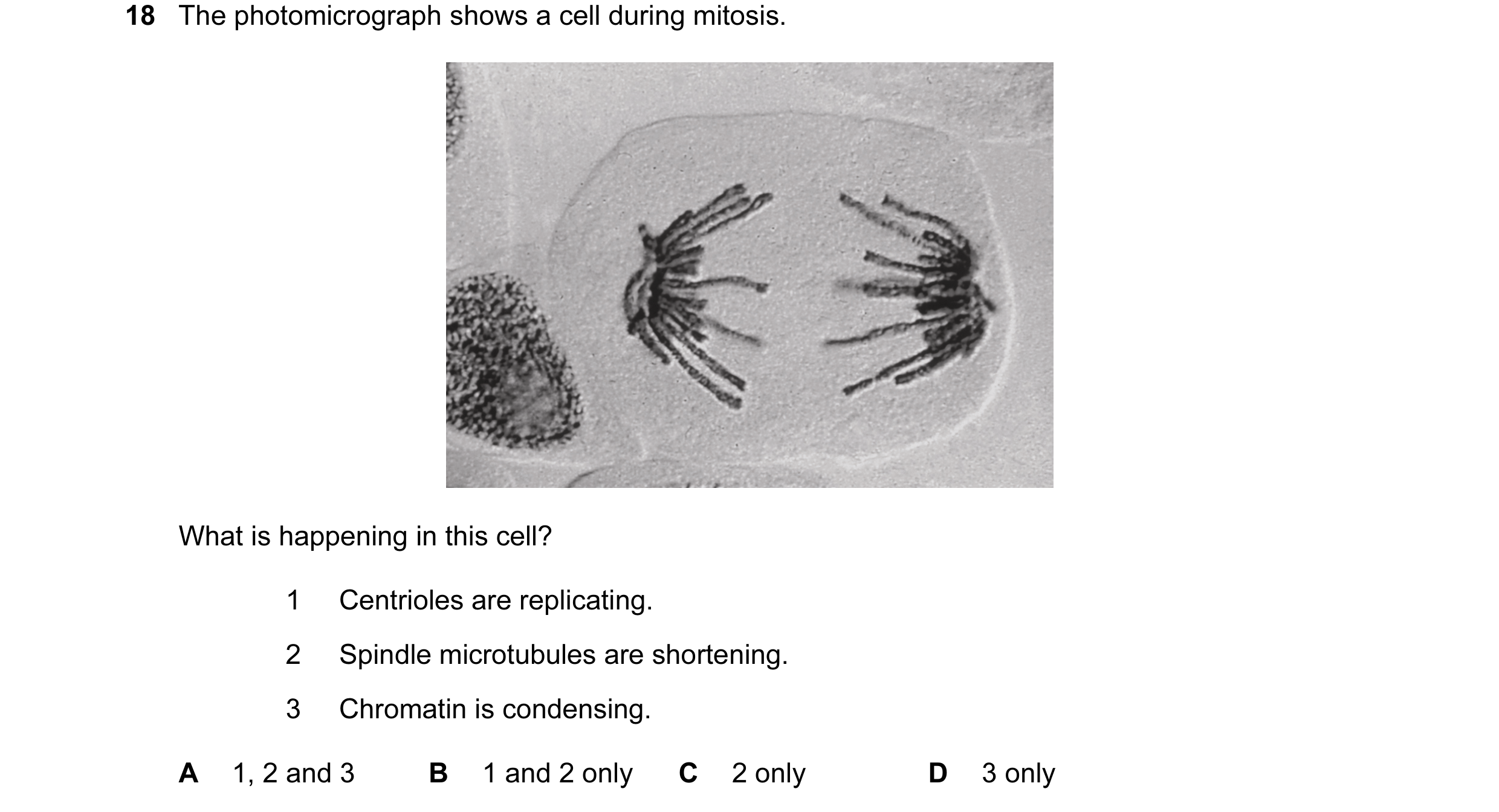 Question 42: The photomicrograph shows a cell during mitosis. What is happening in this cell? 1 Centrioles are replicating. 2 Spindle microtubules are s…