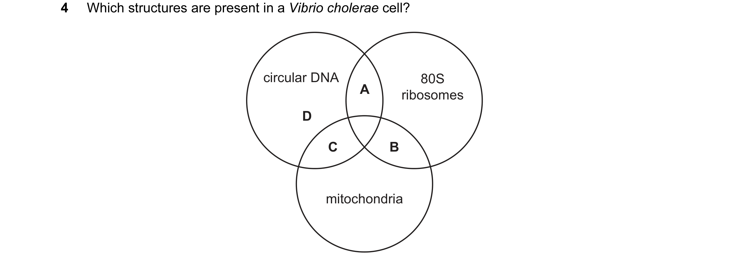 Question 127: Which structures are present in a Vibrio cholerae cell? circular DNA 80S A ribosomes D C B mitochondria