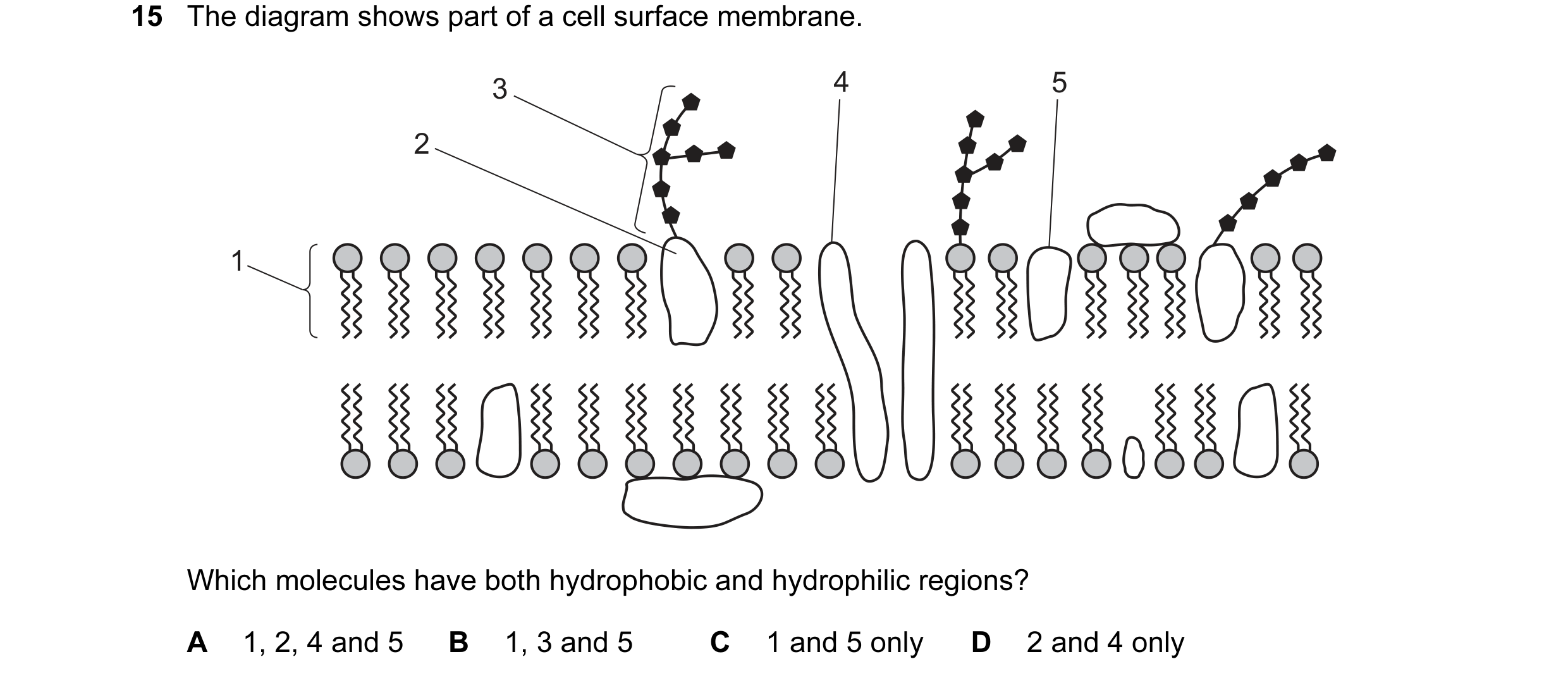 Question 40: The diagram shows part of a cell surface membrane. 3 4 5 2 1 Which molecules have both hydrophobic and hydrophilic regions? A 1, 2, 4 and 5…