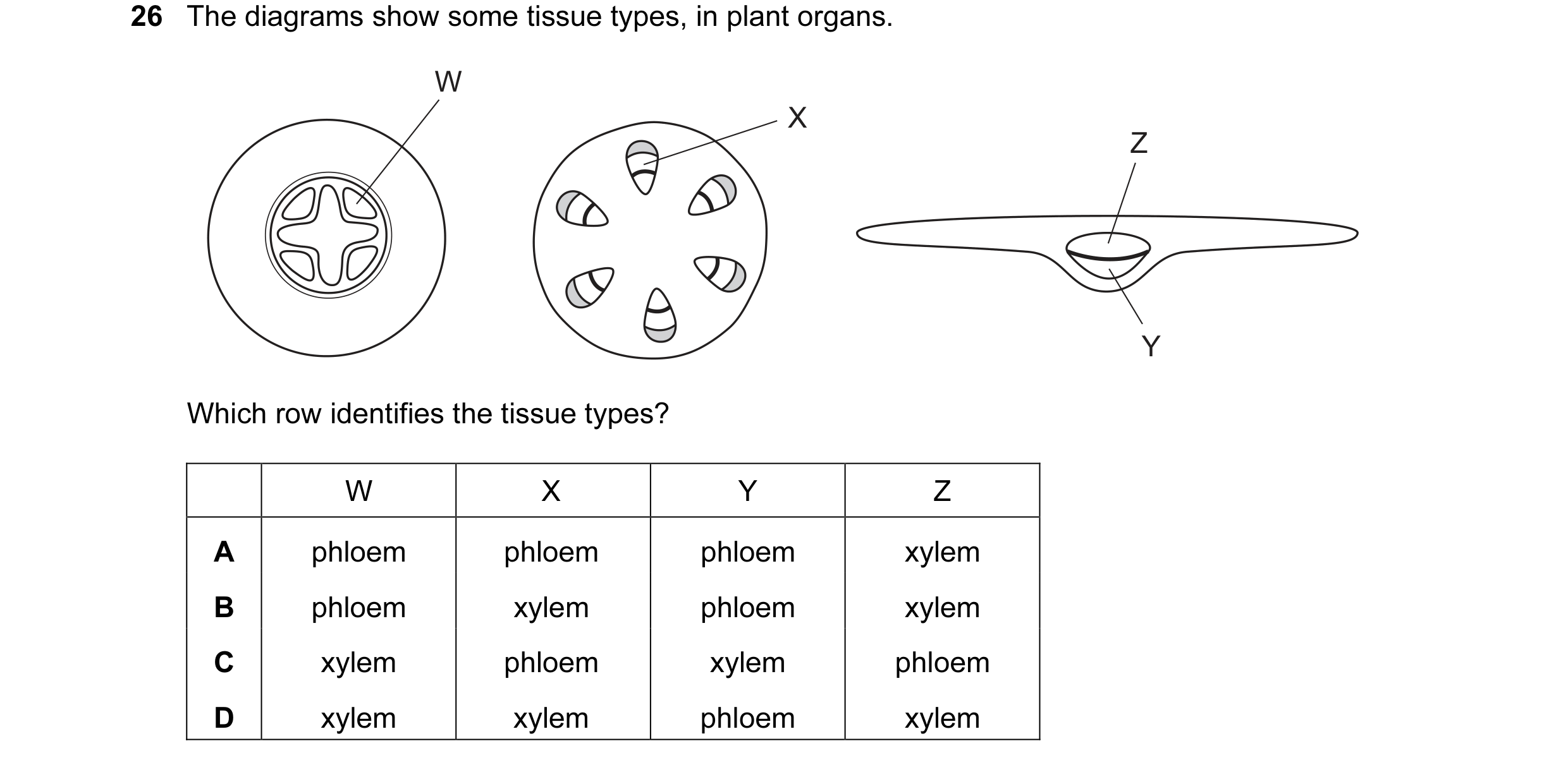 Question 30: The diagrams show some tissue types, in plant organs. W X Z Y Which row identifies the tissue types? W X Y Z A phloem phloem phloem xylem B…