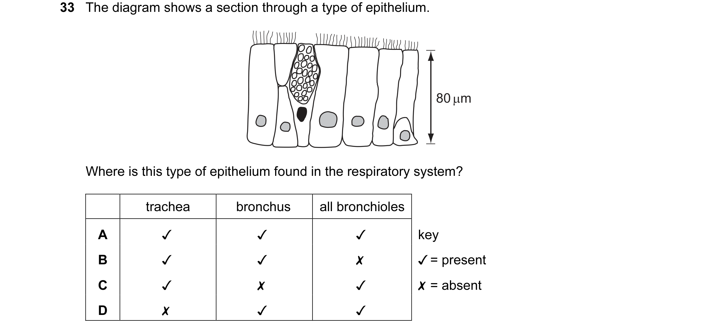 Question 82: The diagram shows a section through a type of epithelium.
Where is this type of epithelium found in the respiratory system?
trachea bronc…