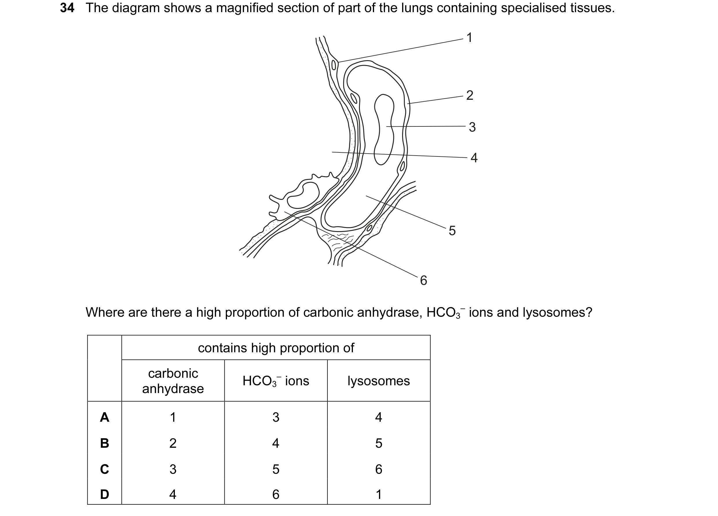 Question 44: The diagram shows a magnified section of part of the lungs containing specialised tissues. 1 2 3 4 5 6 Where are there a high proportion of…