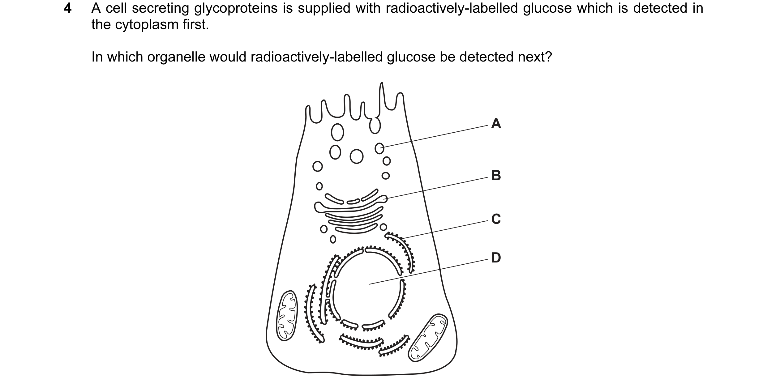 Question 100: A cell secreting glycoproteins is supplied with radioactively-labelled glucose which is detected in the cytoplasm first. In which organelle…