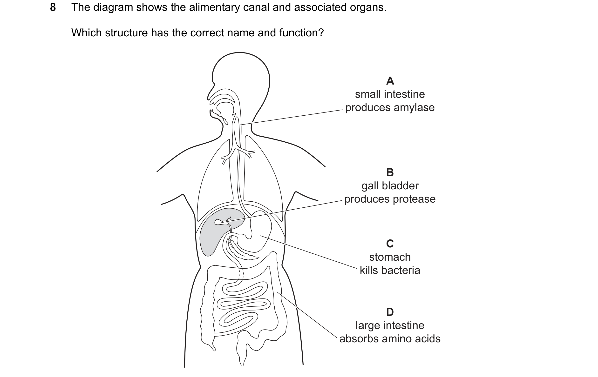 Question 28: The diagram shows the alimentary canal and associated organs. Which structure has the correct name and function? A small intestine produces…