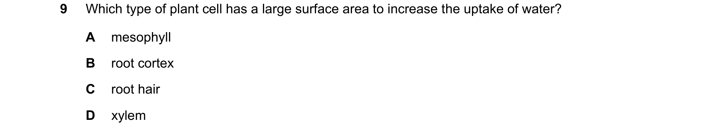 Question 51: Which type of plant cell has a large surface area to increase the uptake of water? A mesophyll B root cortex C root hair D xylem