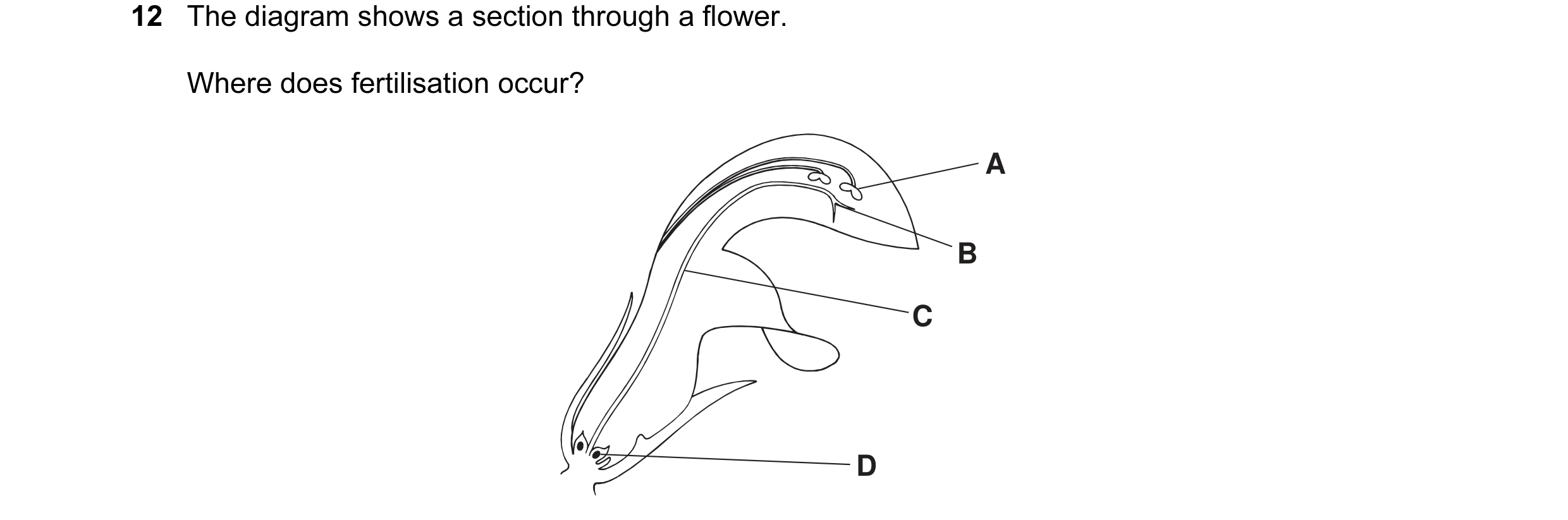Question 18: The diagram shows a section through a flower. Where does fertilisation occur? A B C D