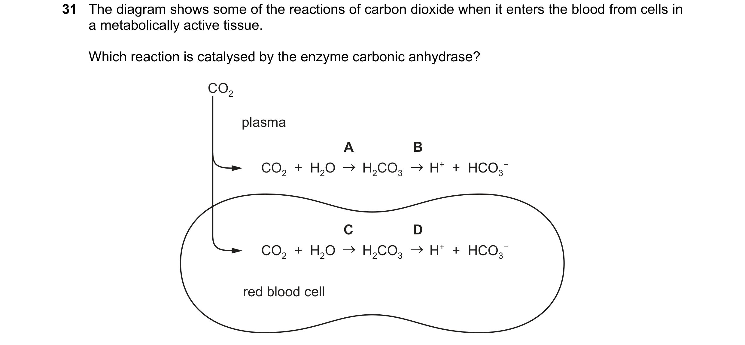 Question 67: The diagram shows some of the reactions of carbon dioxide when it enters the blood from cells in a metabolically active tissue. Which react…