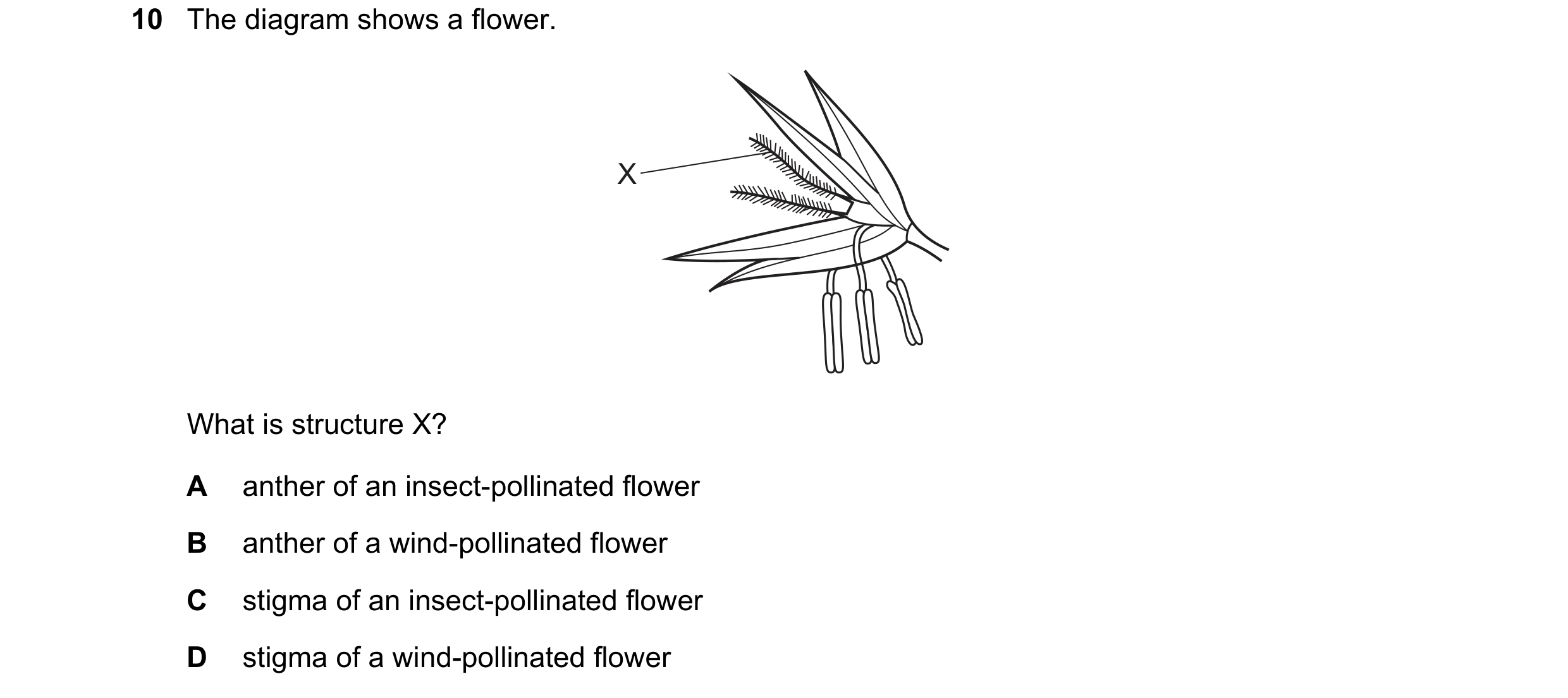 Question 35: The diagram shows a flower. X What is structure X? A anther of an insect-pollinated flower B anther of a wind-pollinated flower C stigma of…