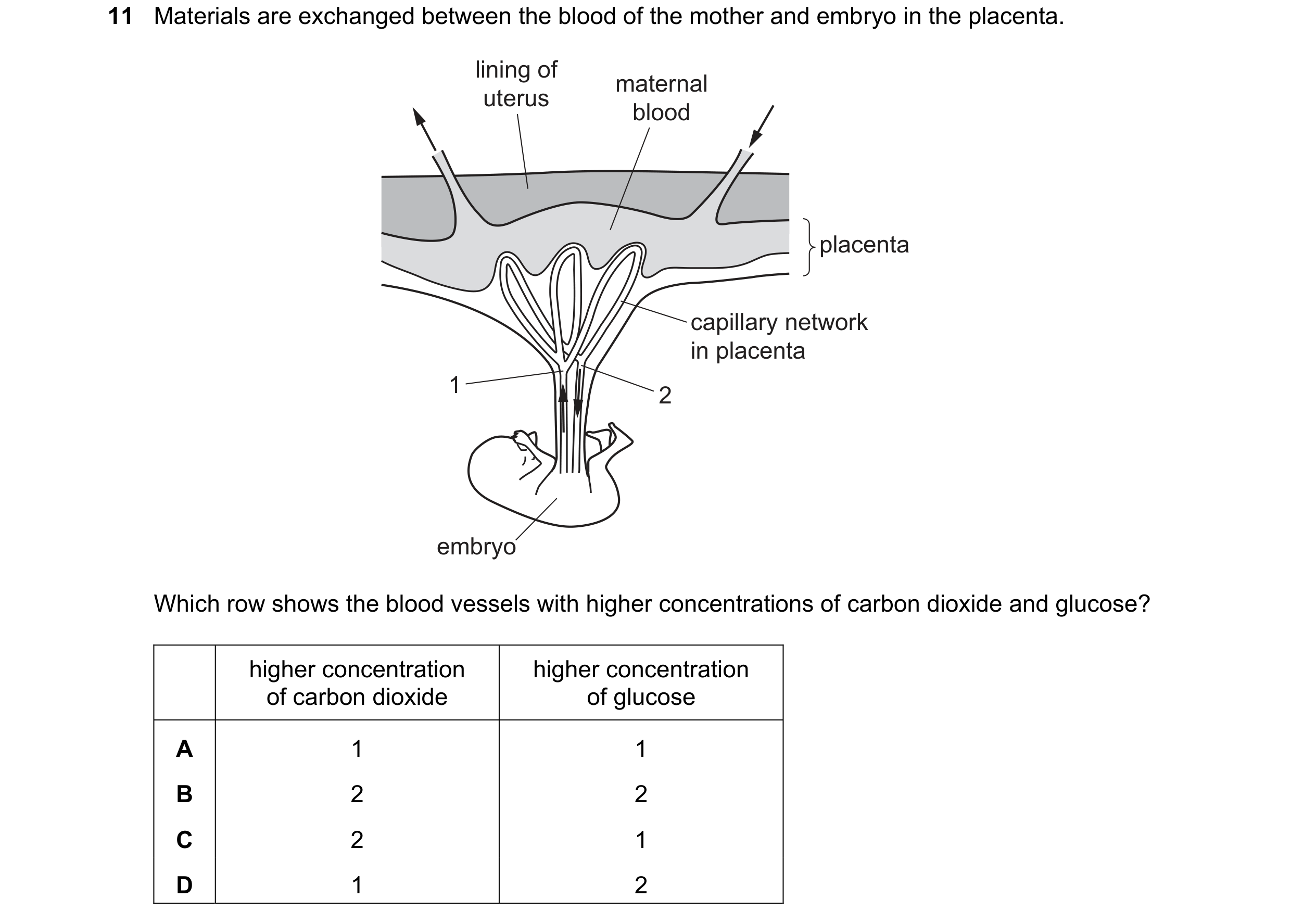 Question 33: Materials are exchanged between the blood of the mother and embryo in the placenta. lining of maternal uterus blood placenta capillary netw…