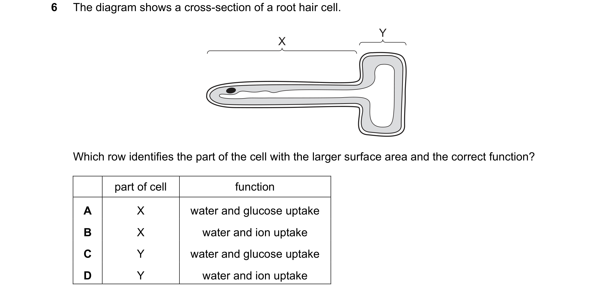 Question 13: The diagram shows a cross-section of a root hair cell. Y X Which row identifies the part of the cell with the larger surface area and the c…