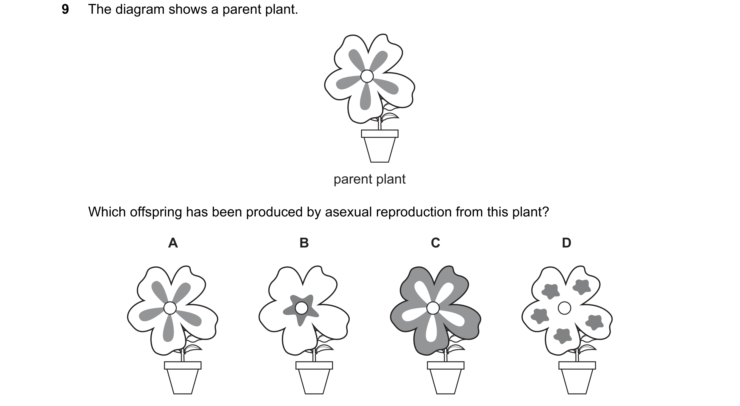 Question 34: The diagram shows a parent plant. parent plant Which offspring has been produced by asexual reproduction from this plant? A B C D