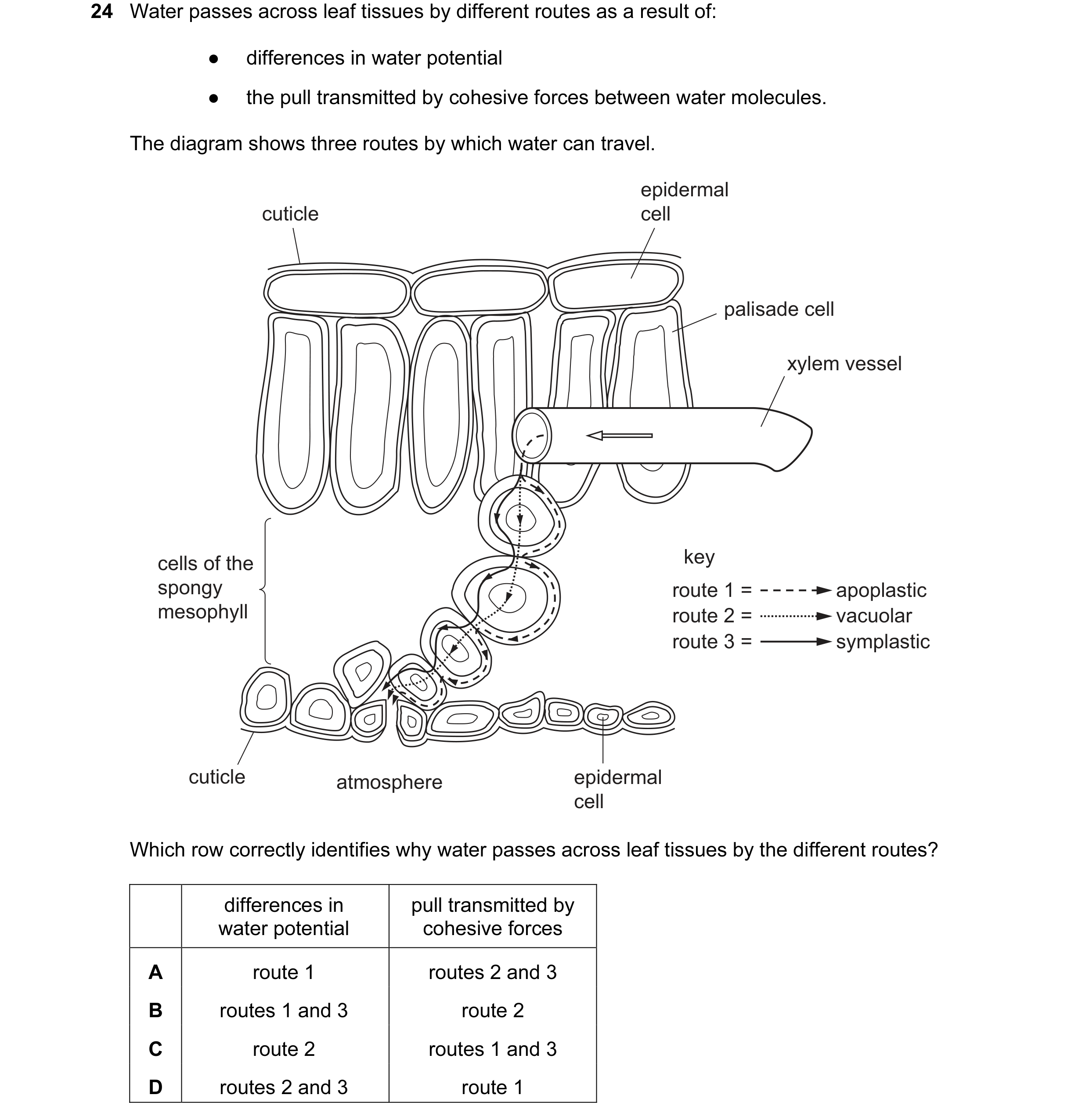 Question 141: Water passes across leaf tissues by different routes as a result of: ● differences in water potential ● the pull transmitted by cohesive fo…