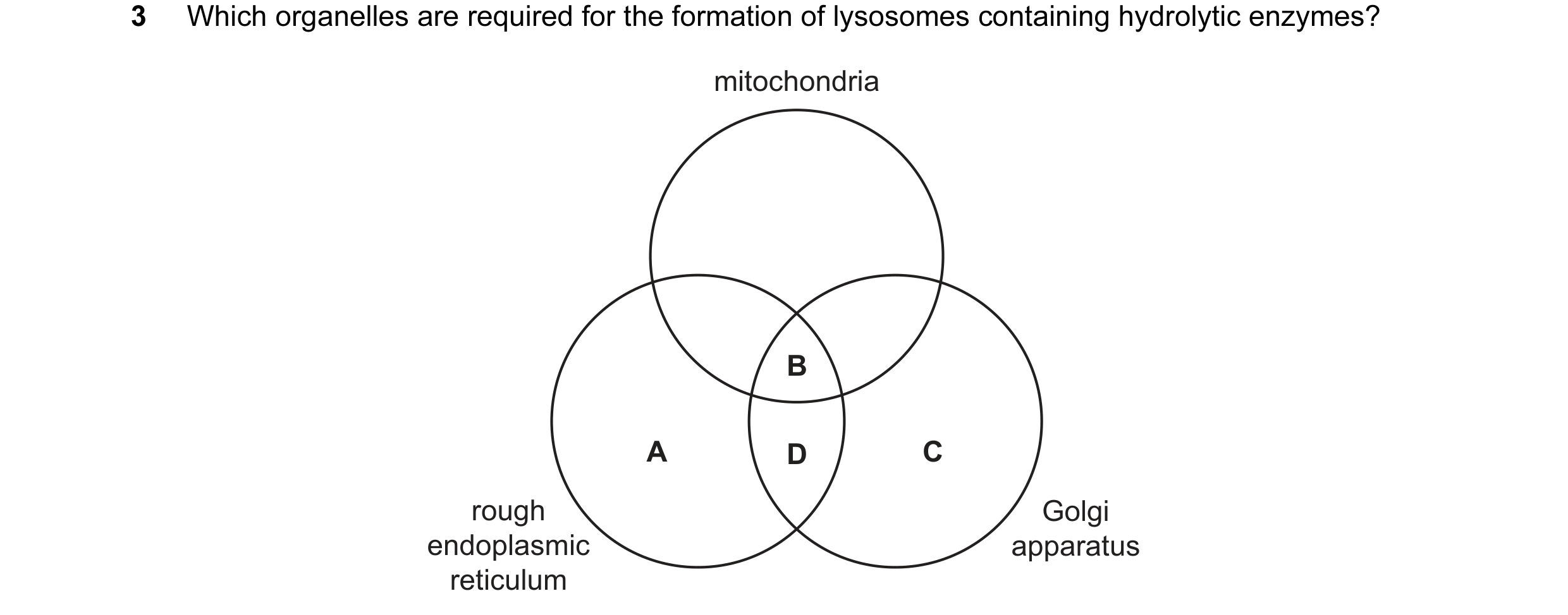Question 150: Which organelles are required for the formation of lysosomes containing hydrolytic enzymes? mitochondria B A D C rough Golgi endoplasmic ap…