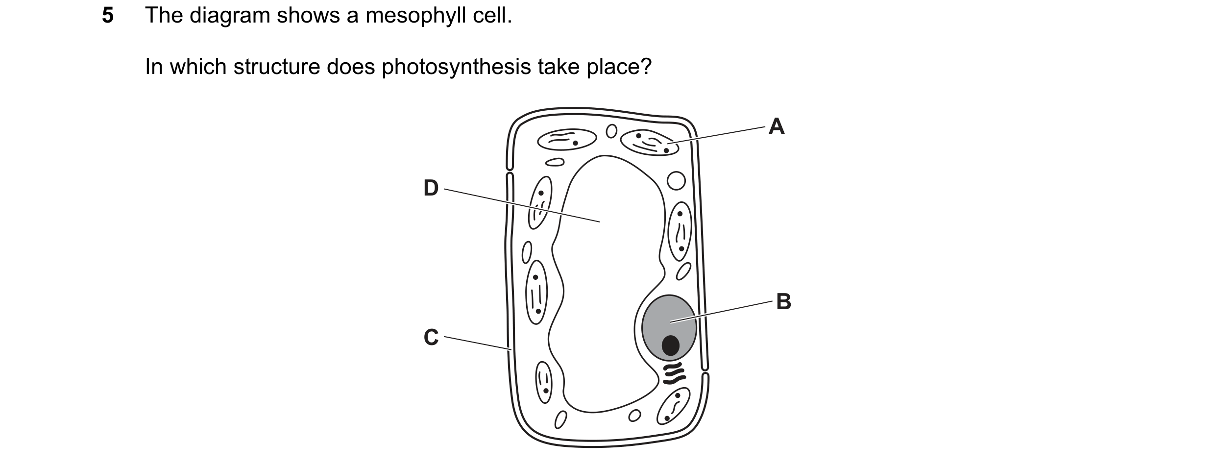 Question 9: The diagram shows a mesophyll cell. In which structure does photosynthesis take place? A D B C