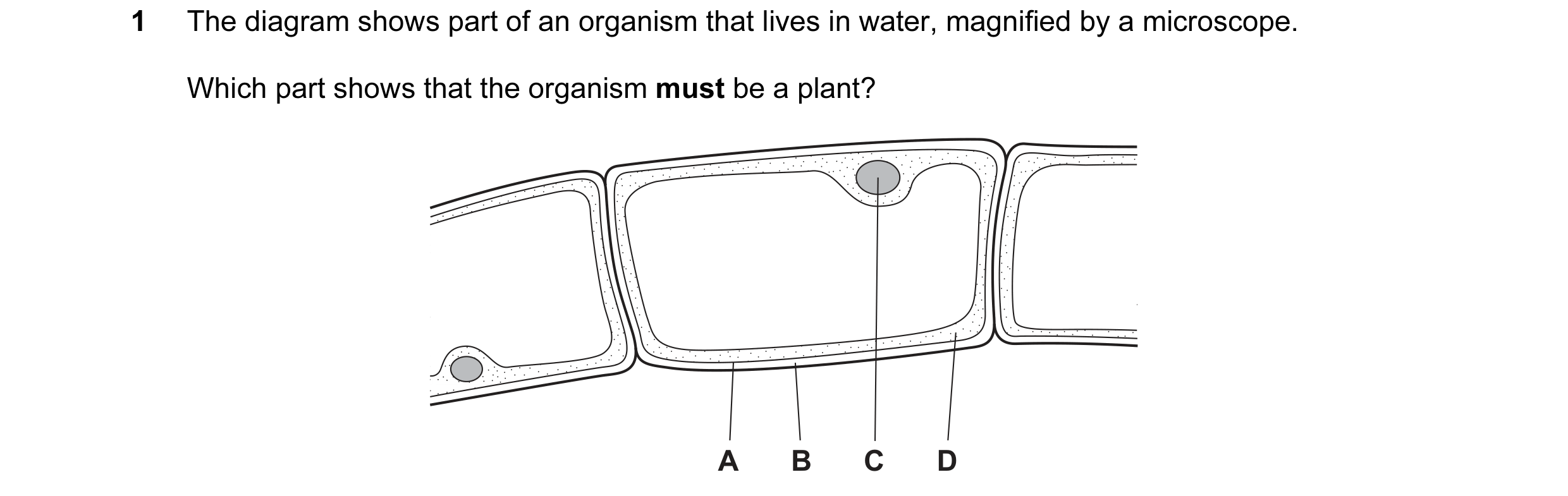 Question 17: The diagram shows part of an organism that lives in water, magnified by a microscope. Which part shows that the organism must be a plant? A…