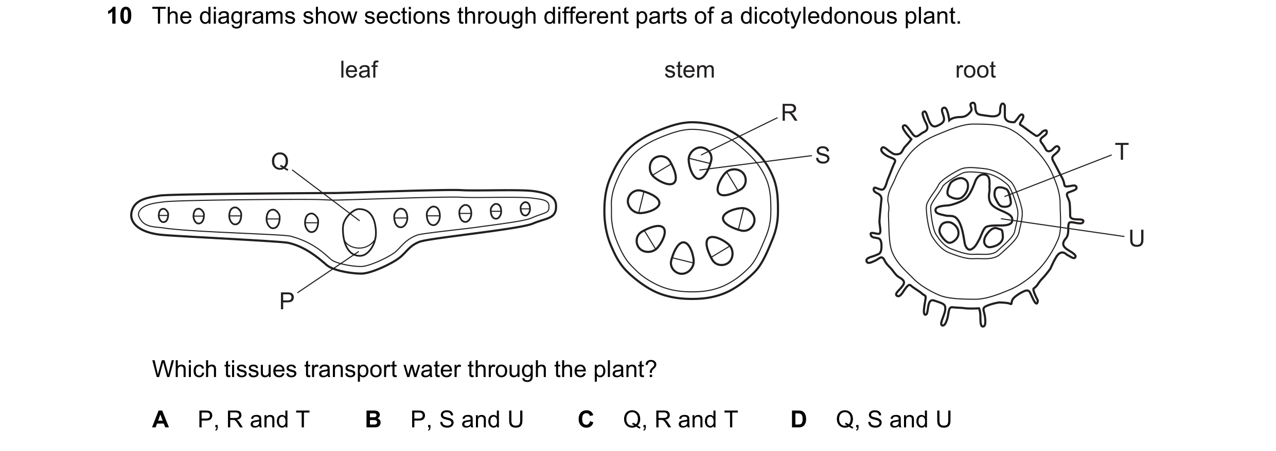 Question 26: The diagrams show sections through different parts of a dicotyledonous plant. leaf stem root R Q S T U P Which tissues transport water thro…