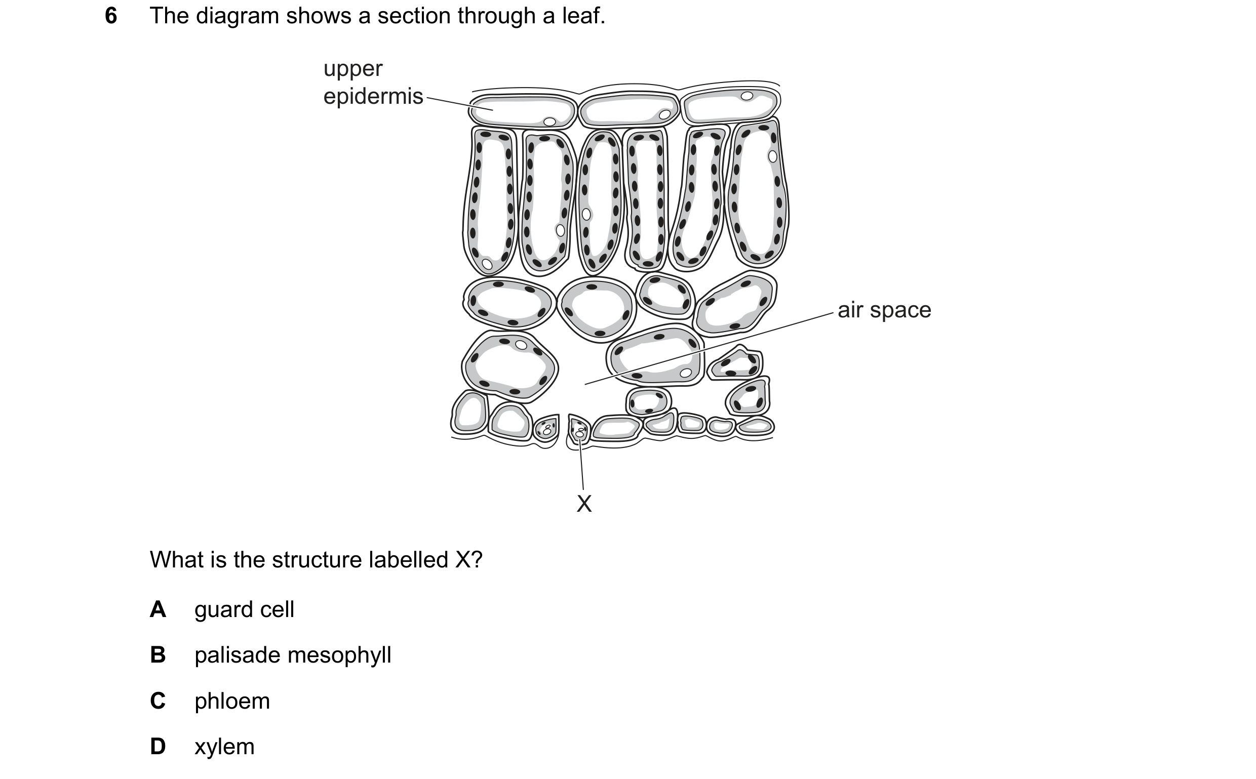 Question 51: The diagram shows a section through a leaf. upper epidermis air space X What is the structure labelled X? A guard cell B palisade mesophyll…
