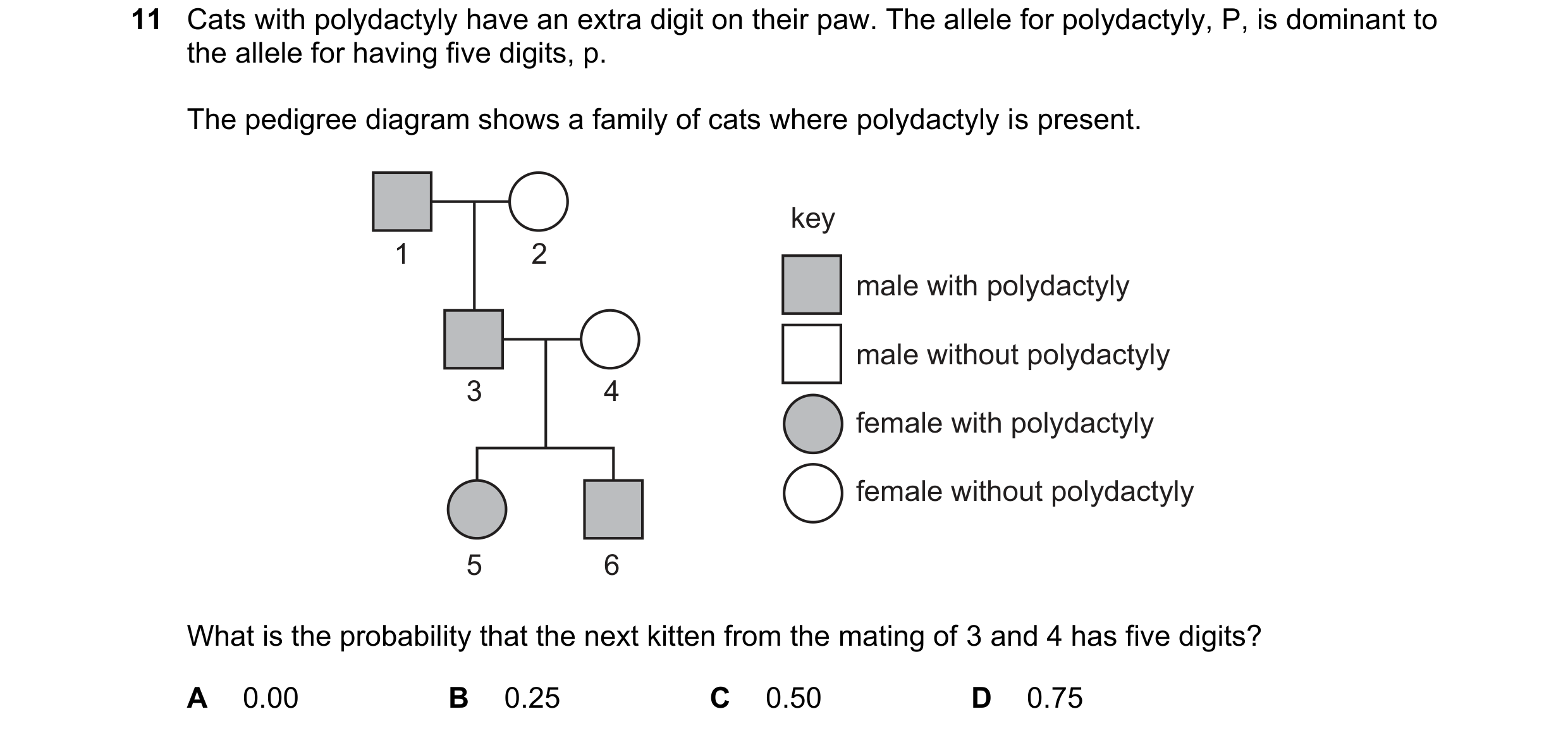 Question 13: Cats with polydactyly have an extra digit on their paw. The allele for polydactyly, P, is dominant to the allele for having five digits, p.…