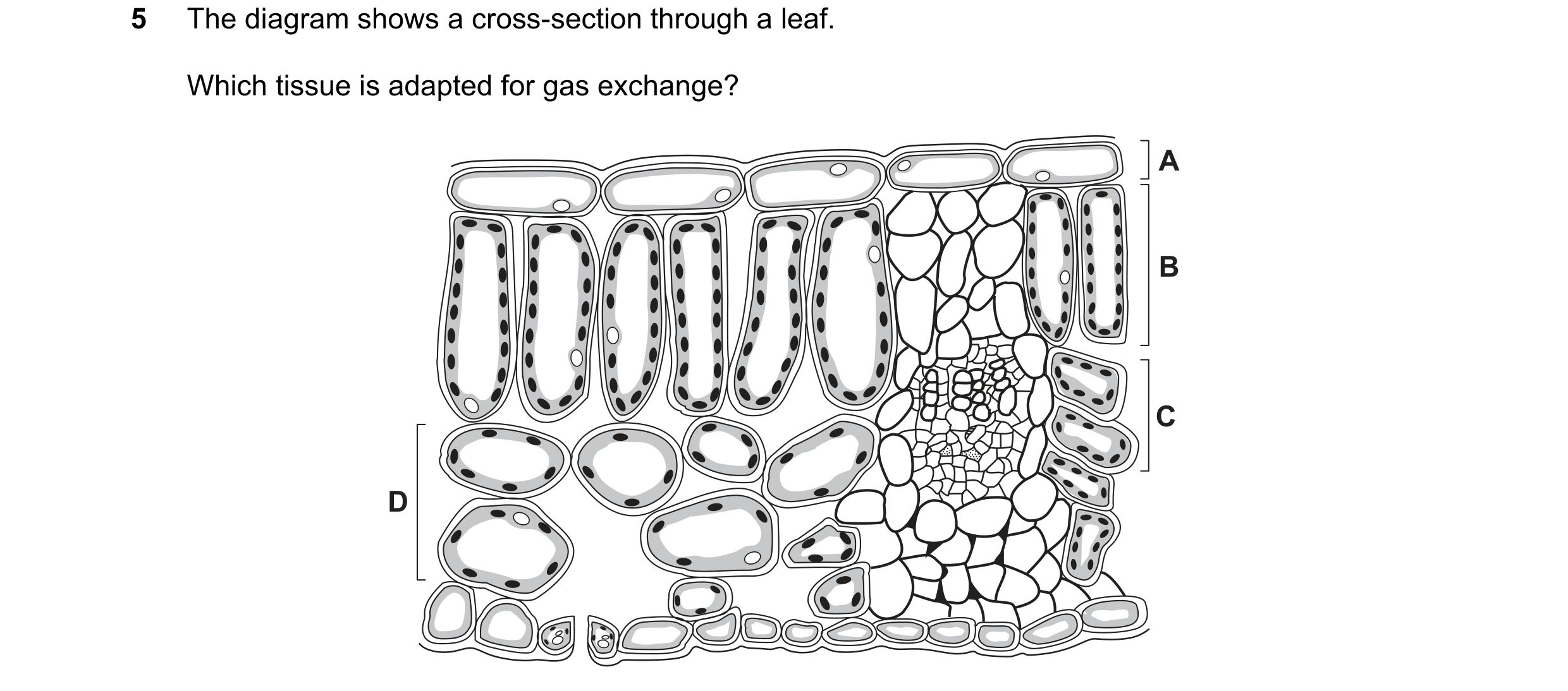 Question 20: The diagram shows a cross-section through a leaf. Which tissue is adapted for gas exchange? A B C D