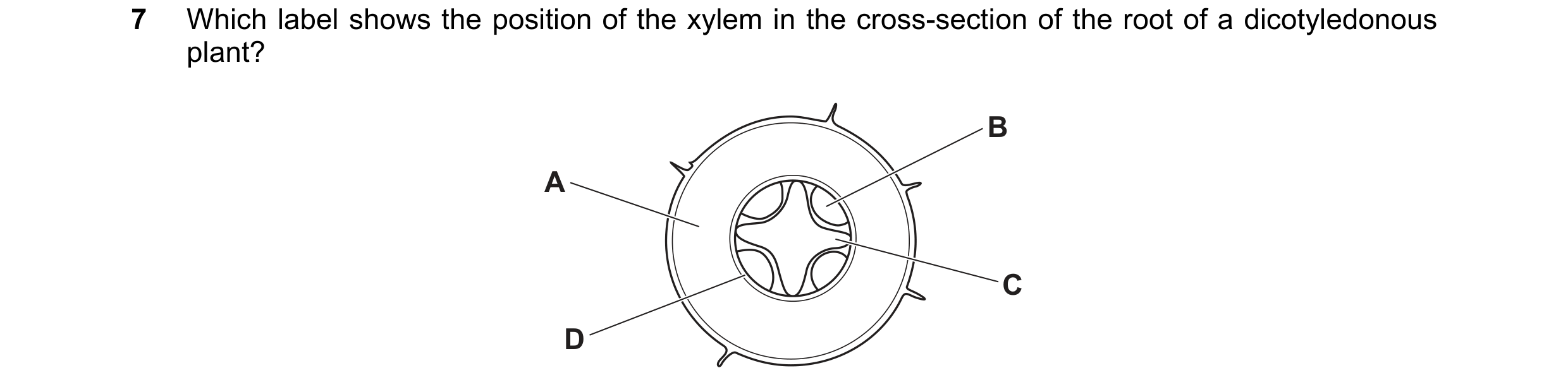 Question 7: Which label shows the position of the xylem in the cross-section of the root of a dicotyledonous plant? B A C D