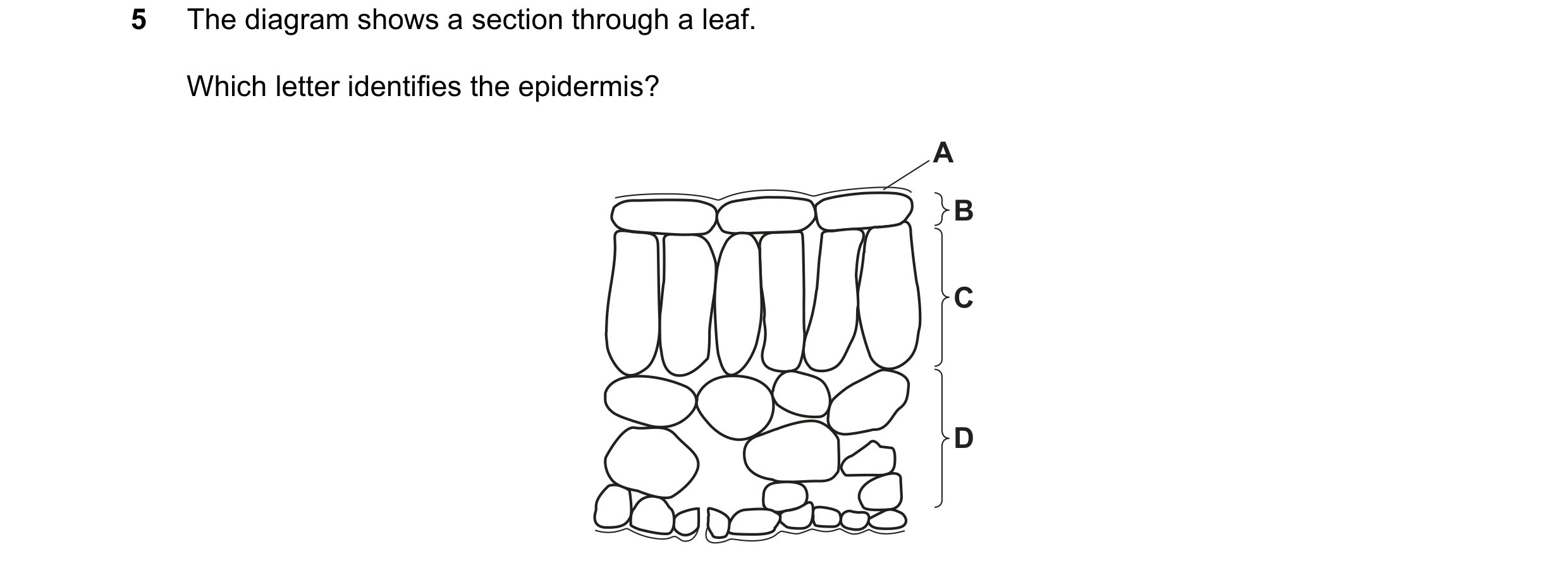 Question 48: The diagram shows a section through a leaf. Which letter identifies the epidermis? A B C D