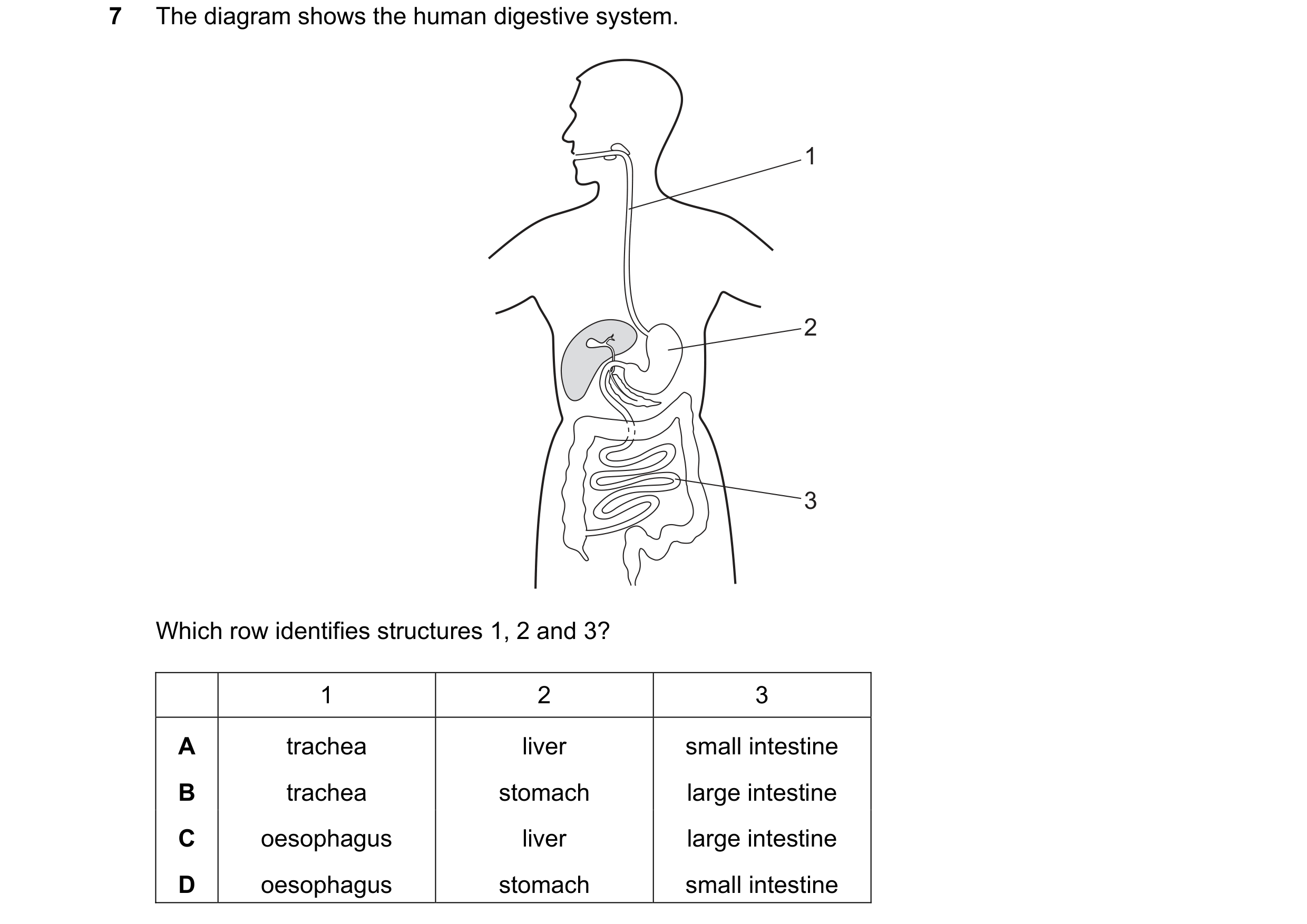 Question 46: The diagram shows the human digestive system. 1 2 3 Which row identifies structures 1, 2 and 3? 1 2 3 A trachea liver small intestine B tra…
