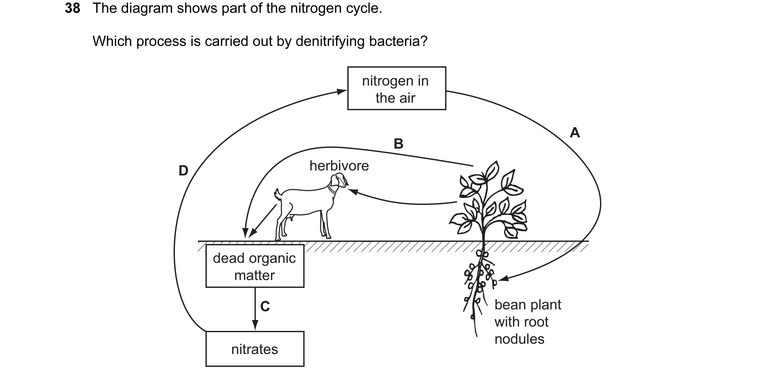 Question 59: The diagram shows part of the nitrogen cycle. Which process is carried out by denitrifying bacteria? nitrogen in the air A B D herbivore de…