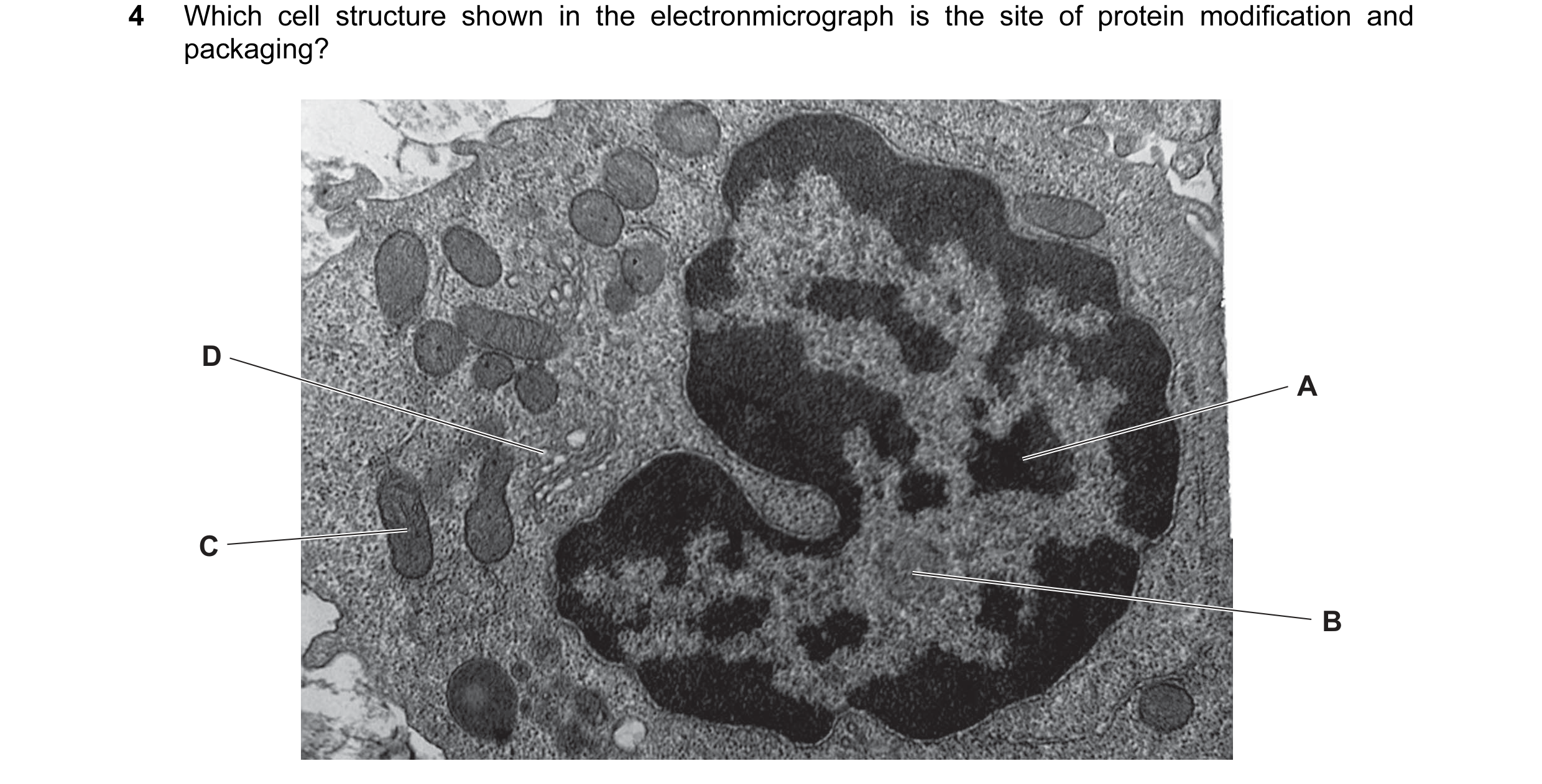 Question 111: Which cell structure shown in the electronmicrograph is the site of protein modification and packaging? D A C B