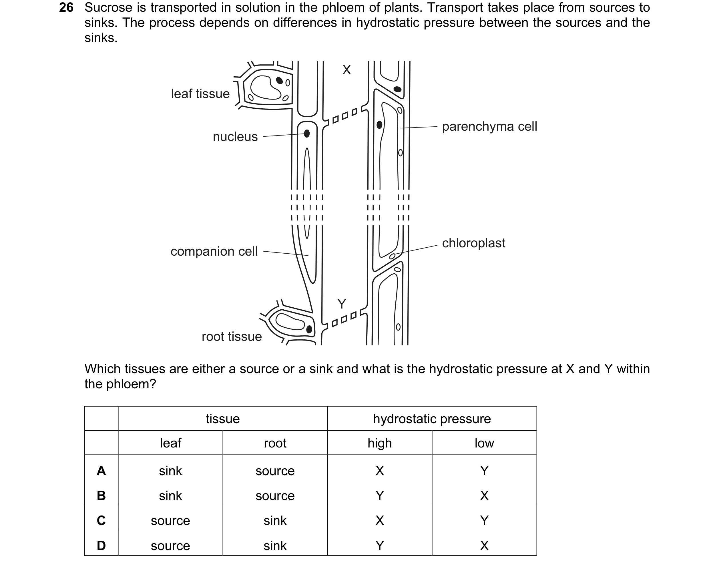 Question 52: Sucrose is transported in solution in the phloem of plants. Transport takes place from sources to sinks. The process depends on differences…