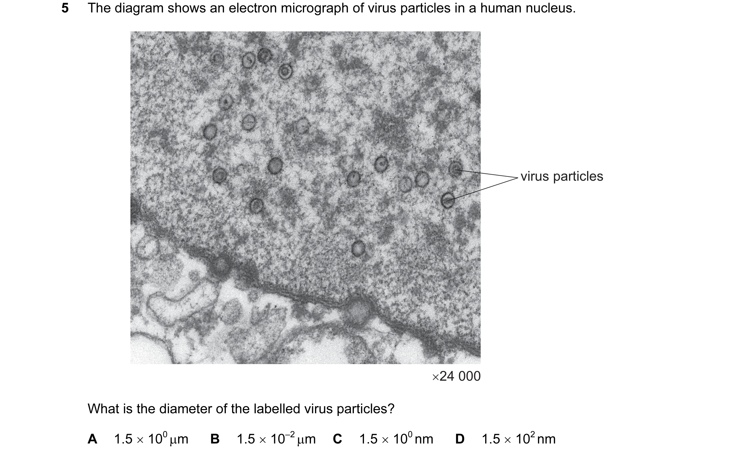 Question 49: The diagram shows an electron micrograph of virus particles in a human nucleus. virus particles ×24 000 What is the diameter of the labelle…