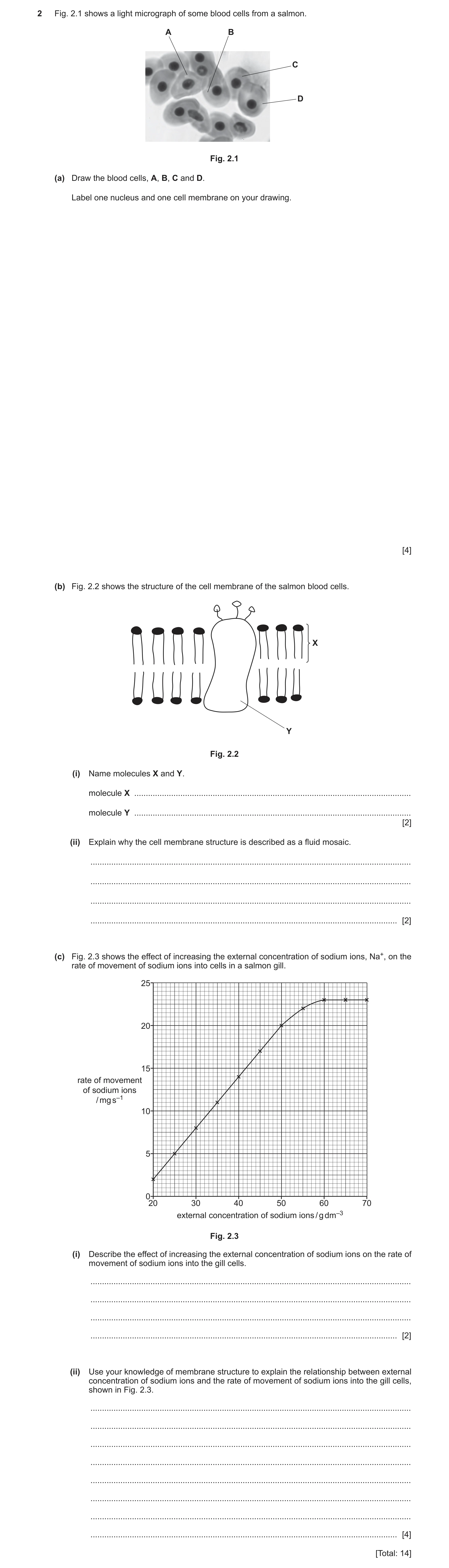 Question 2: Fig. 2.1 shows a light micrograph of some blood cells from a salmon. A B C D Fig. 2.1 (a) Draw the blood cells, A, B, C and D. Label one nu…
