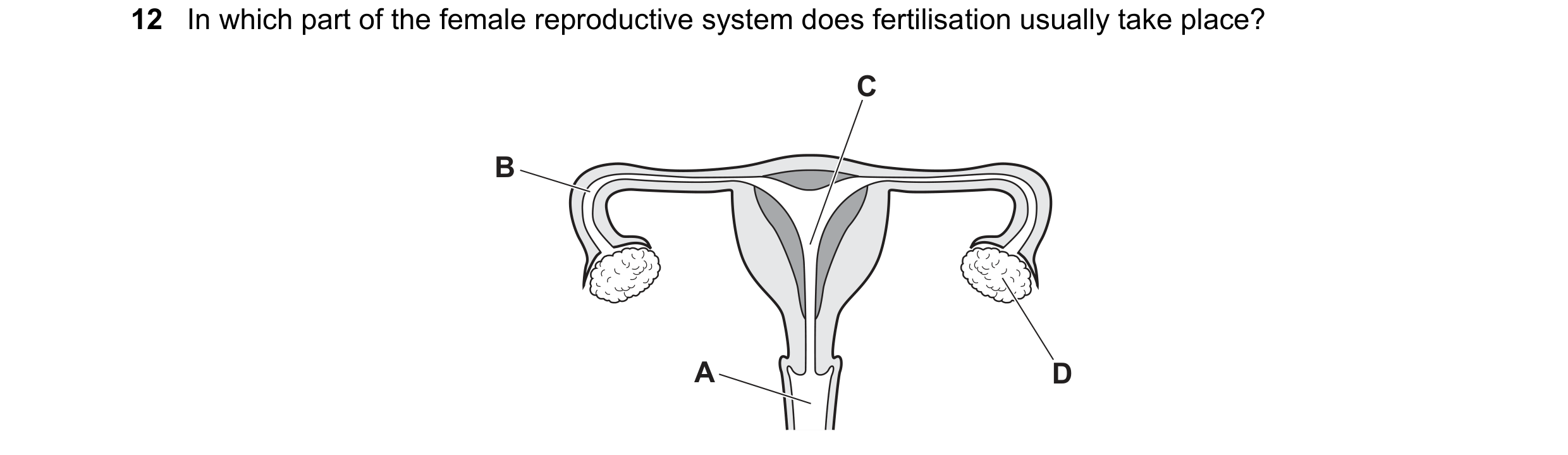 Question 82: In which part of the female reproductive system does fertilisation usually take place? C B A D