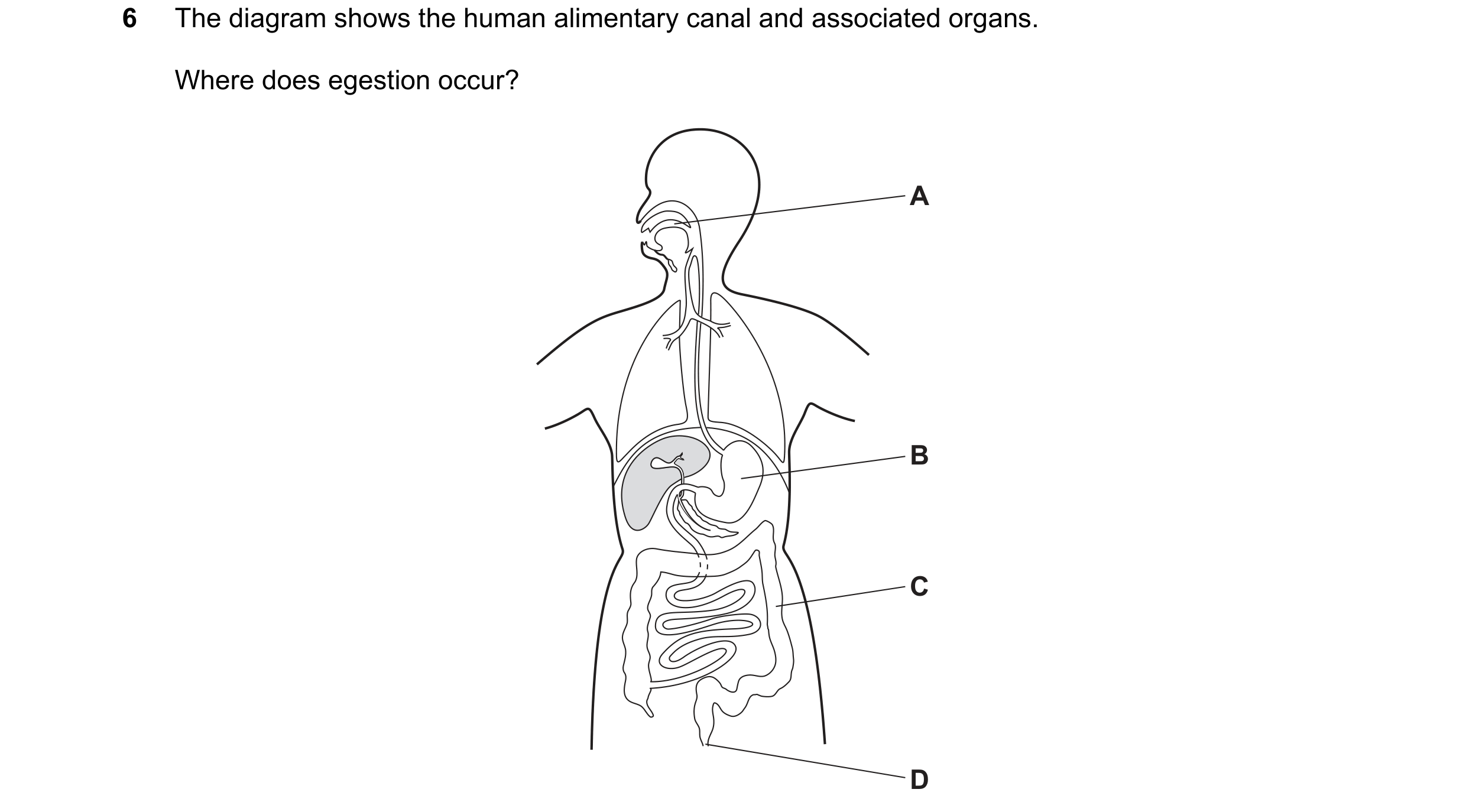 Question 37: The diagram shows the human alimentary canal and associated organs. Where does egestion occur? A B C D