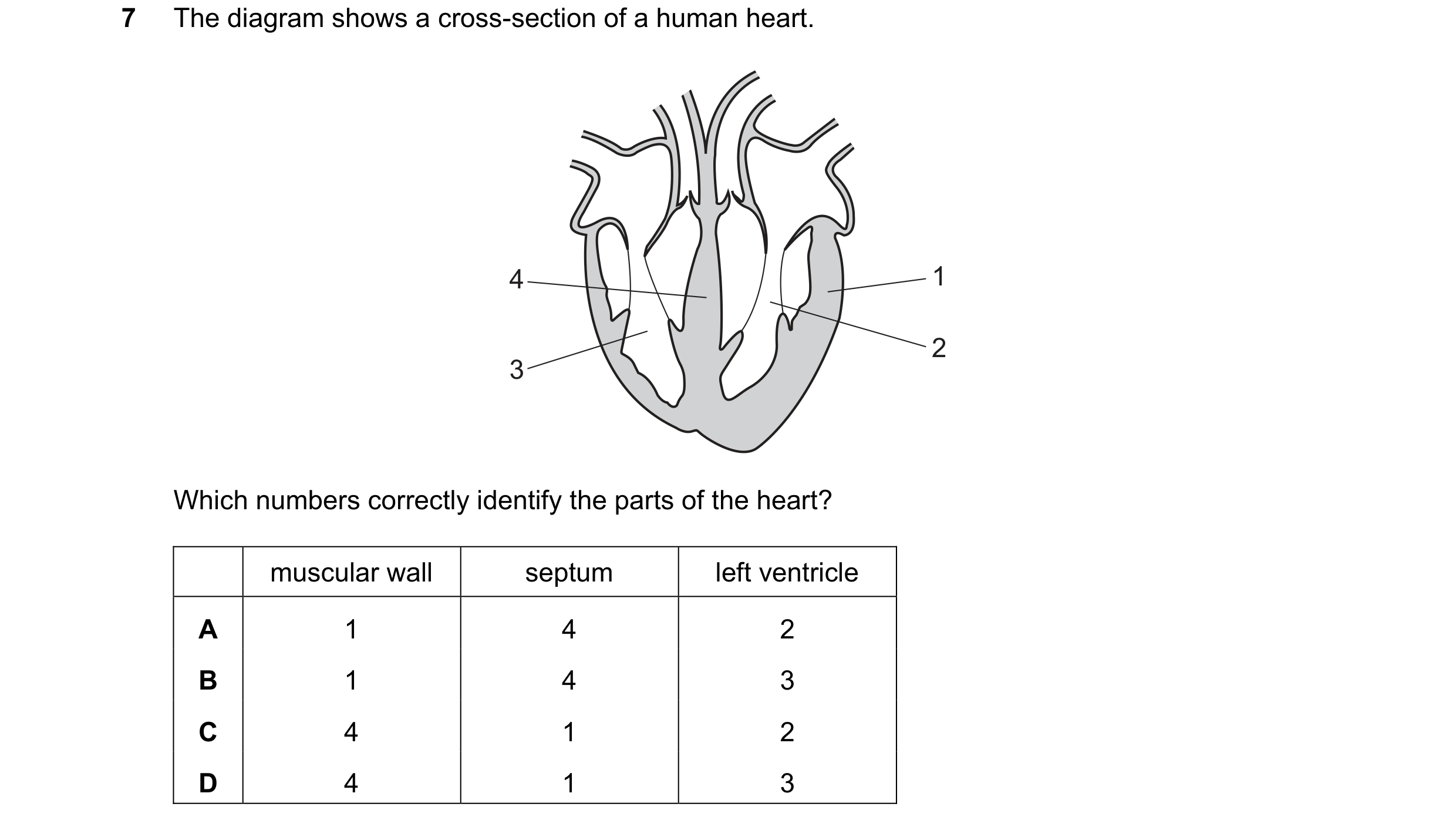 Question 61: The diagram shows a cross-section of a human heart. 4 1 2 3 Which numbers correctly identify the parts of the heart? muscular wall septum l…