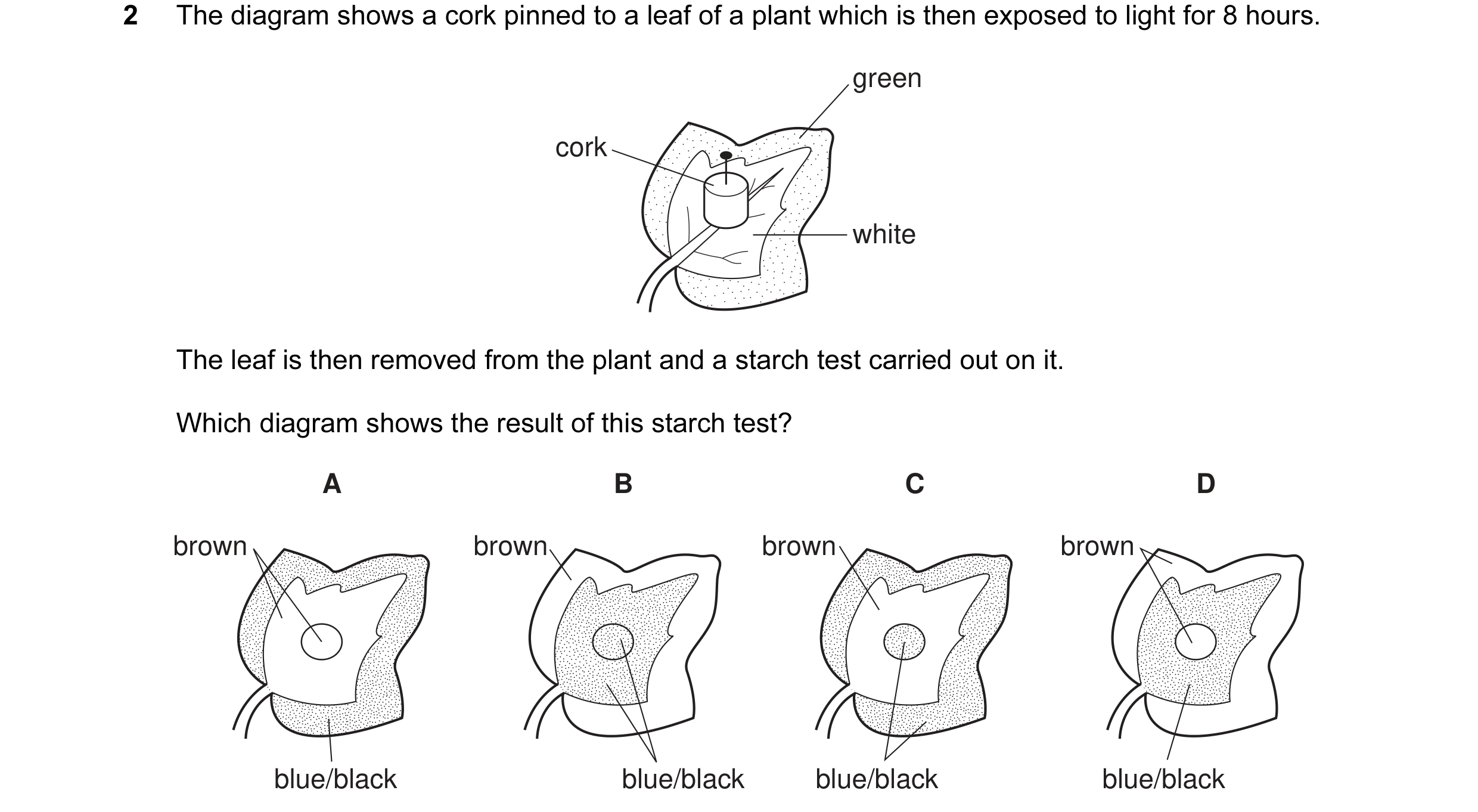 Question 4: The diagram shows a cork pinned to a leaf of a plant which is then exposed to light for 8 hours. green cork white The leaf is then removed …