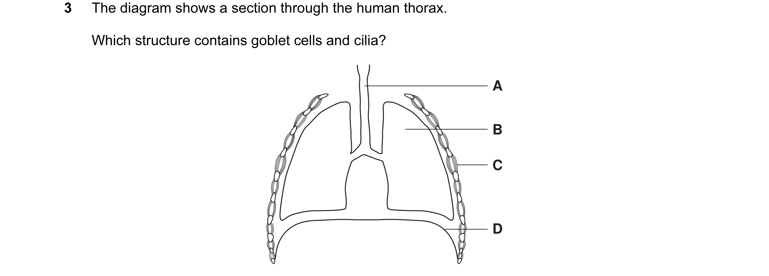 Question 3: The diagram shows a section through the human thorax. Which structure contains goblet cells and cilia? A B C D