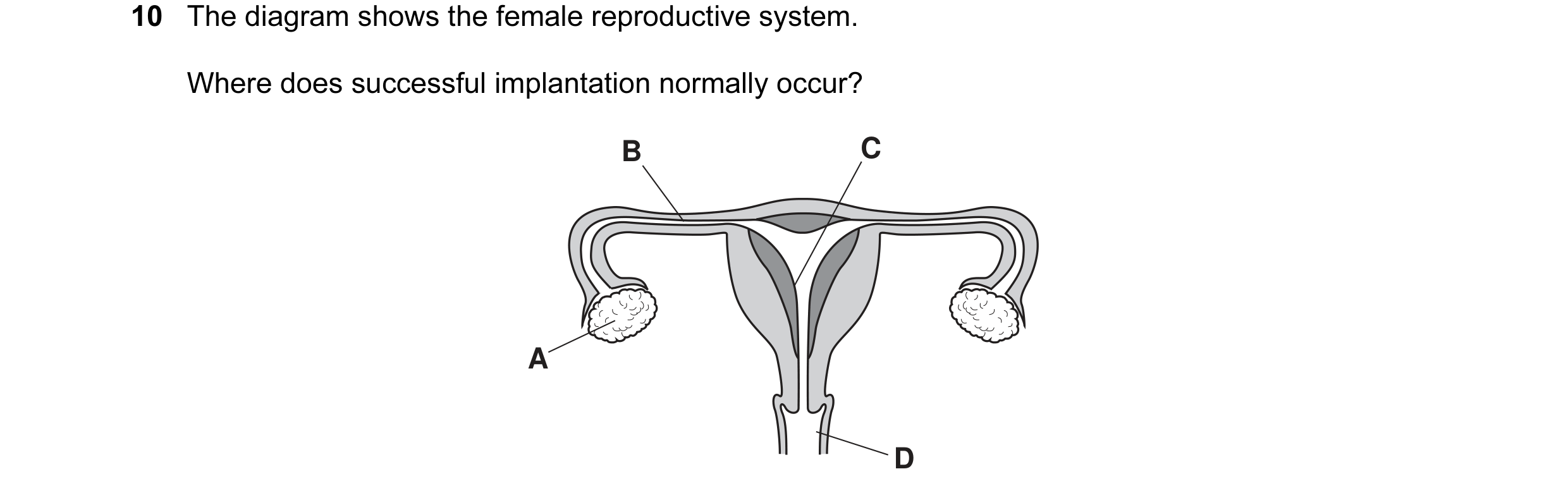 Question 23: The diagram shows the female reproductive system. Where does successful implantation normally occur? B C A D