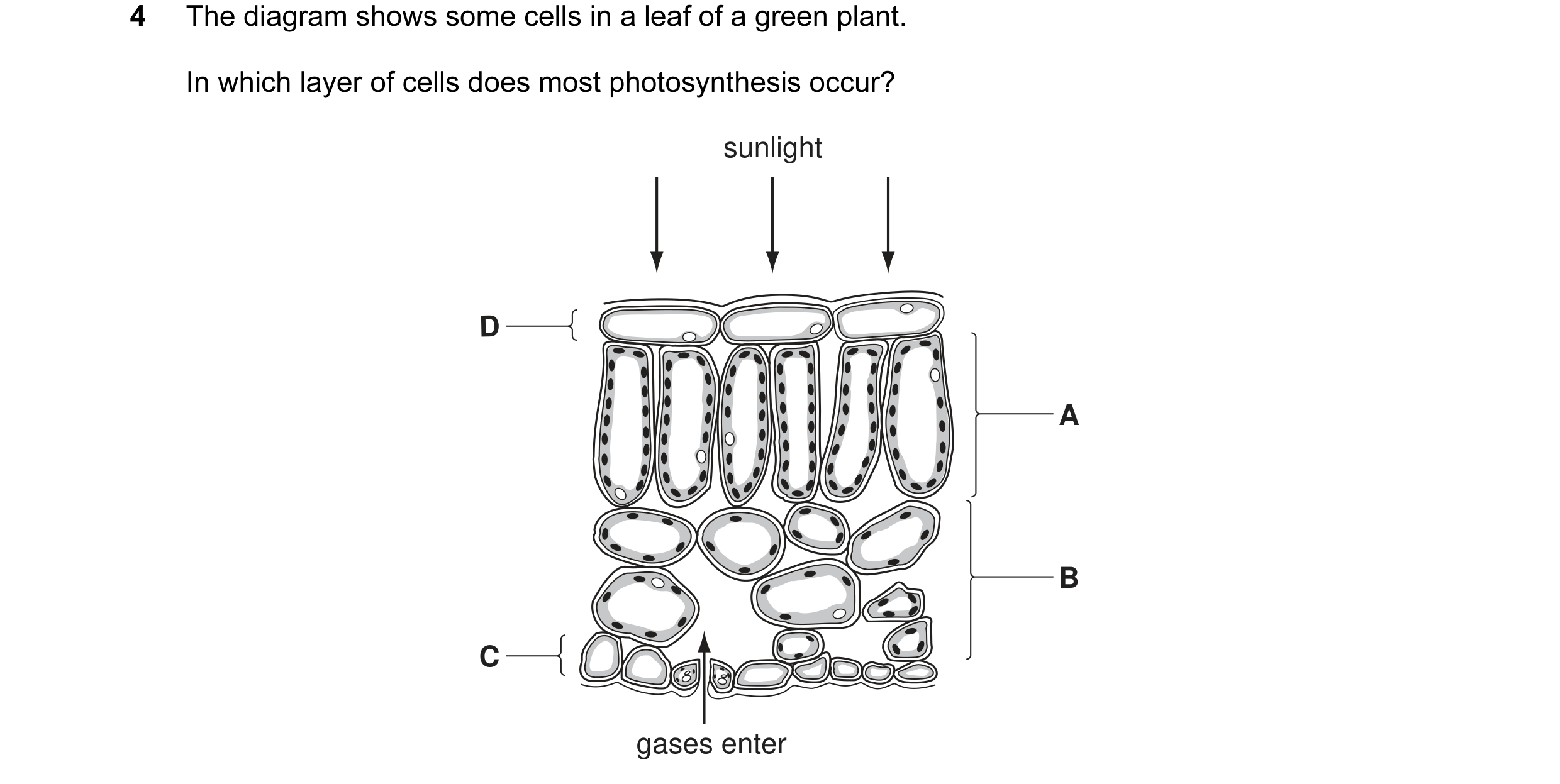 Question 19: The diagram shows some cells in a leaf of a green plant. In which layer of cells does most photosynthesis occur? sunlight D A B C gases ent…