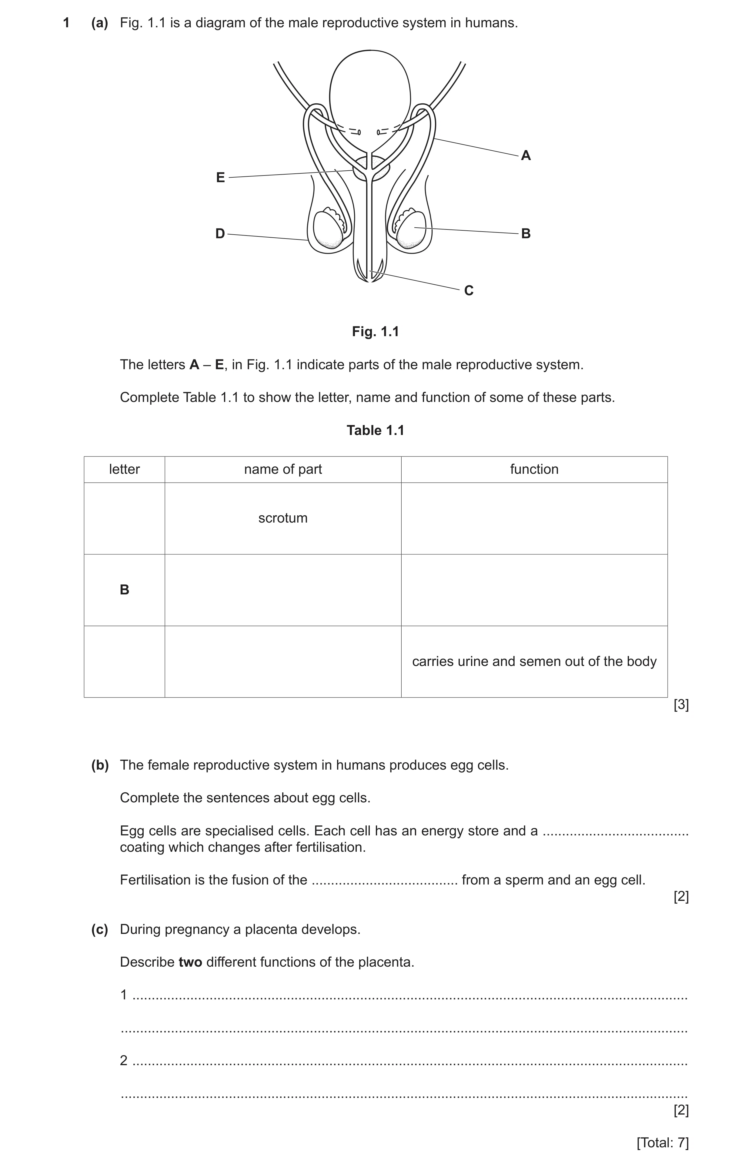 Question 14: (a) Fig. 1.1 is a diagram of the male reproductive system in humans. A E D B C Fig. 1.1 The letters A – E, in Fig. 1.1 indicate parts of th…