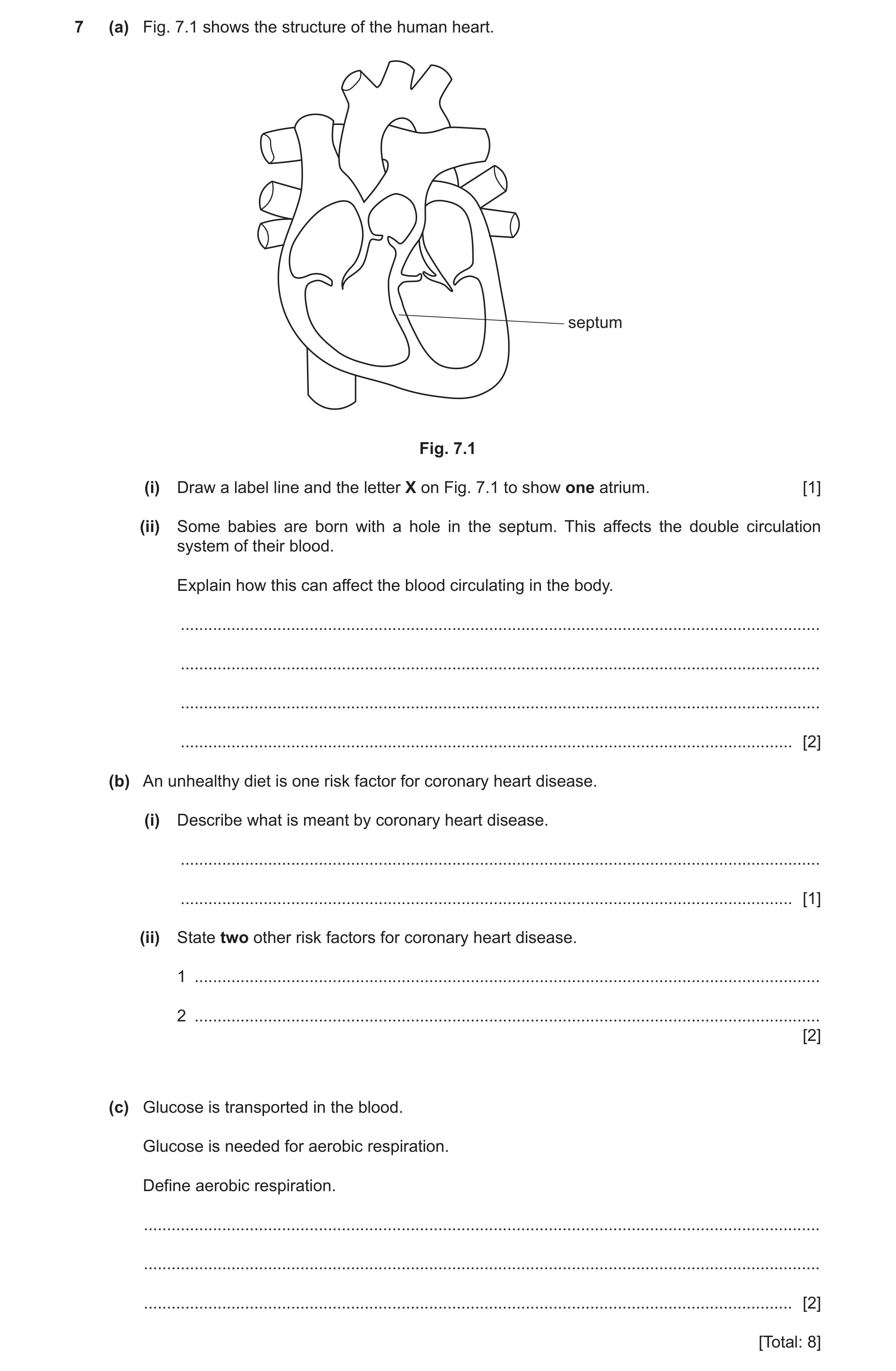Question 10: (a) Fig. 7.1 shows the structure of the human heart. septum Fig. 7.1 (i) Draw a label line and the letter X on Fig. 7.1 to show one atrium.…
