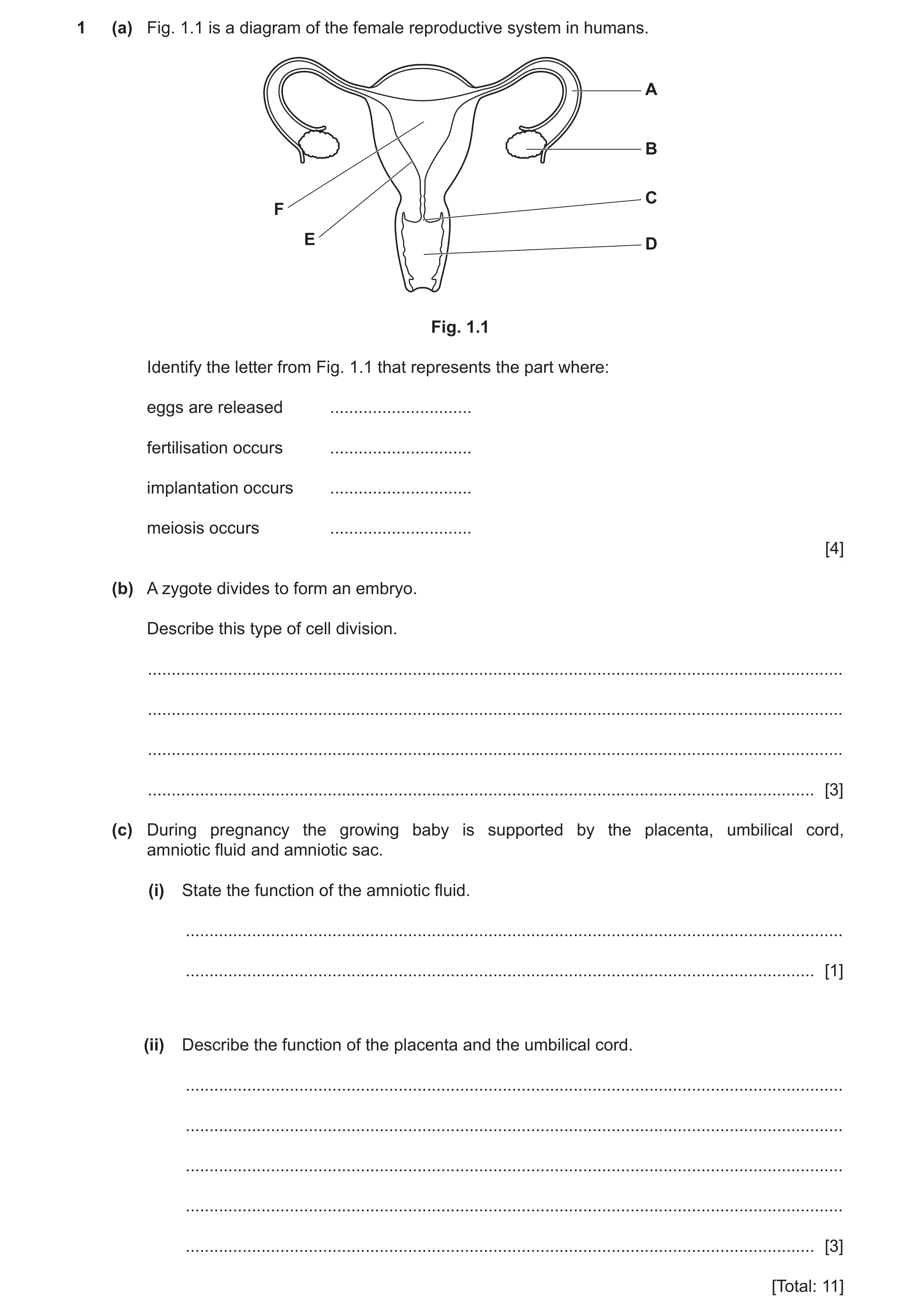 Question 10: (a) Fig. 1.1 is a diagram of the female reproductive system in humans. A B C F E D Fig. 1.1 Identify the letter from Fig. 1.1 that represen…