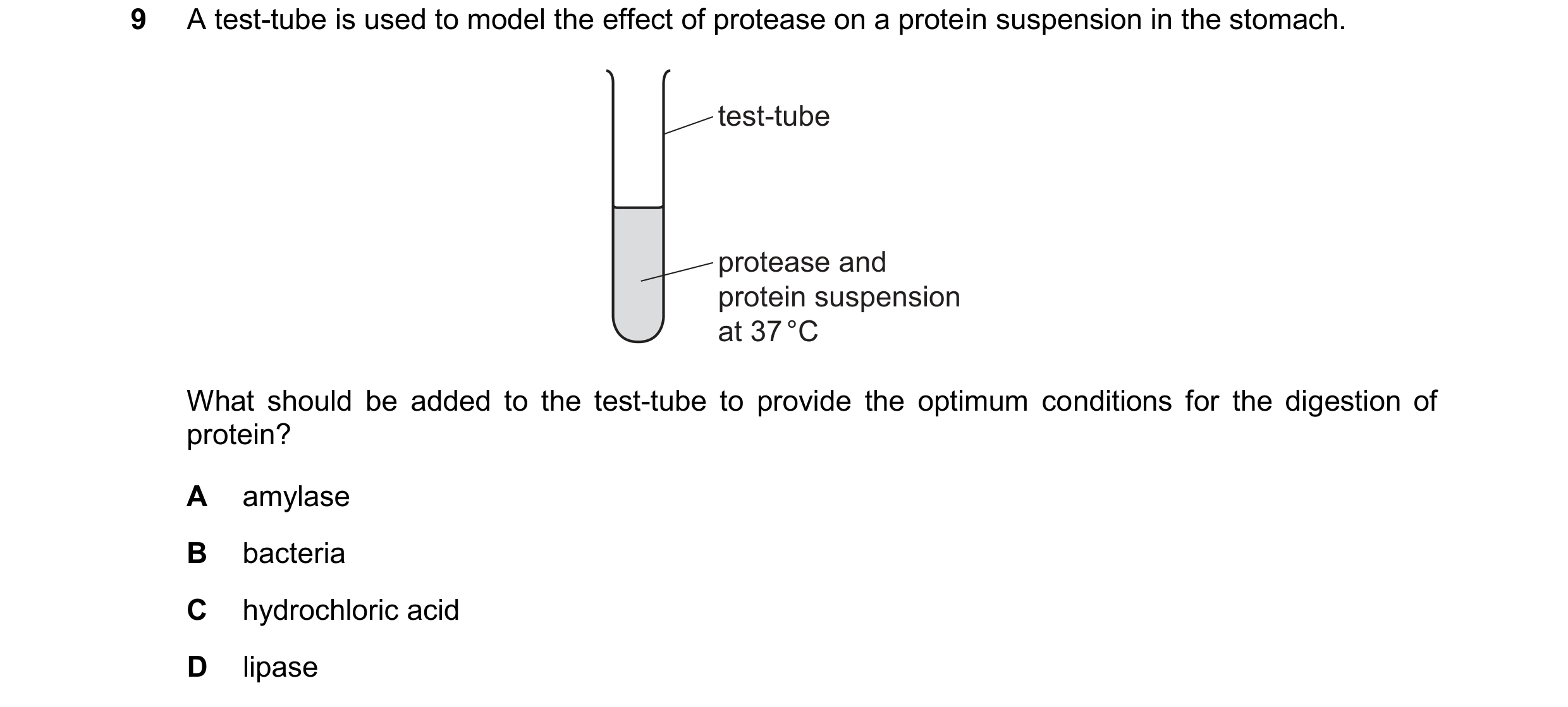 Question 42: A test-tube is used to model the effect of protease on a protein suspension in the stomach. test-tube protease and protein suspension at 37…