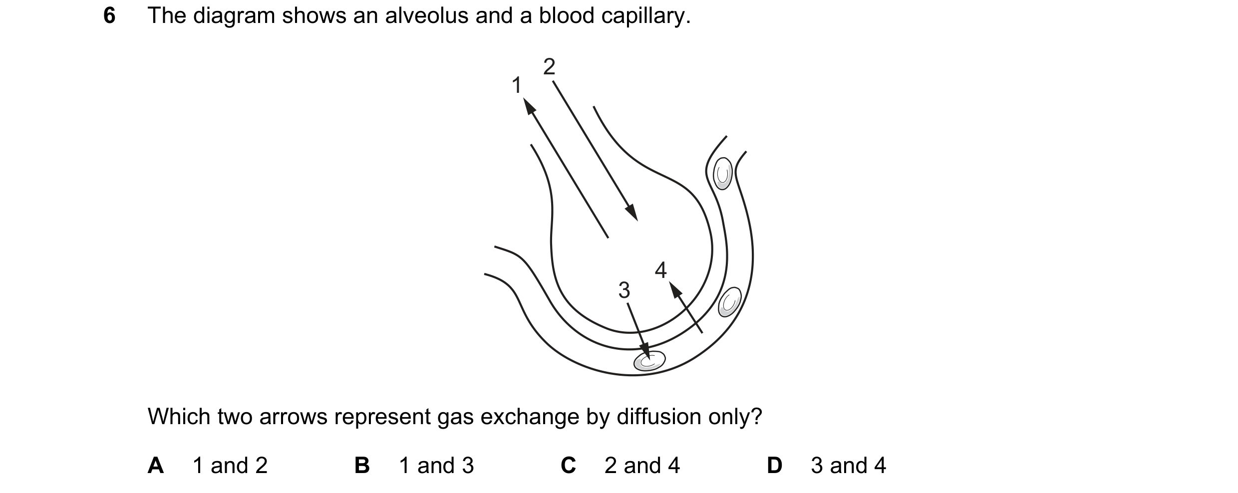 Question 46: The diagram shows an alveolus and a blood capillary. 2 1 4 3 Which two arrows represent gas exchange by diffusion only? A 1 and 2 B 1 and 3…